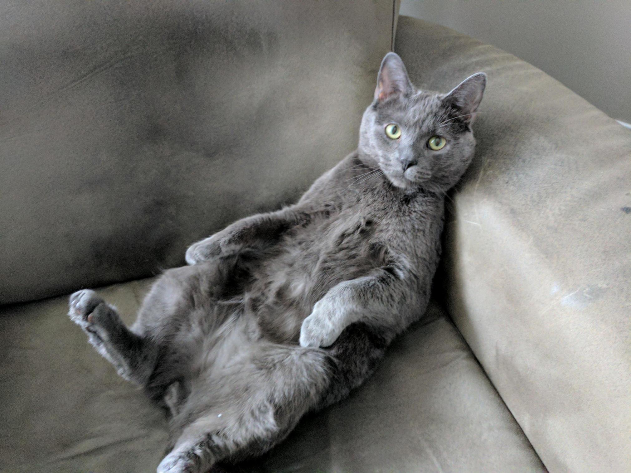 Recliner Cat. Our Rescue Cat We Ve Had for About a Year Is the Best Rescue We Could Have Imagined.