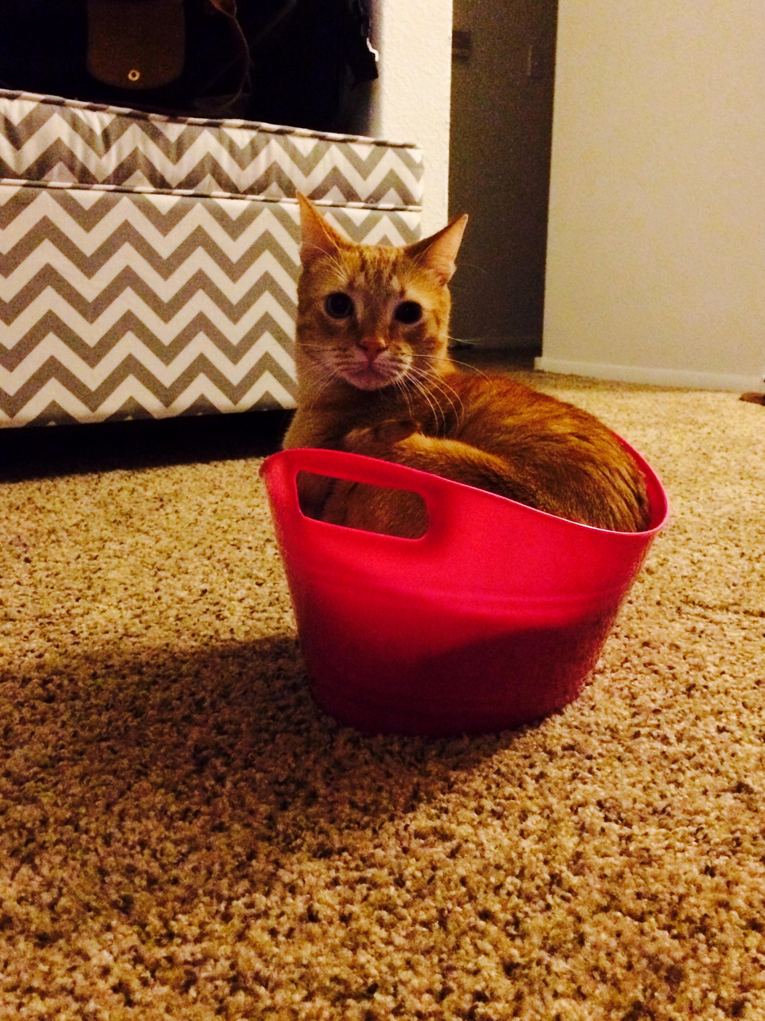 Refuses Boxes and Bags but He Ll Wake Up from a Nap If He Hears His Bucket Hit the Ground.