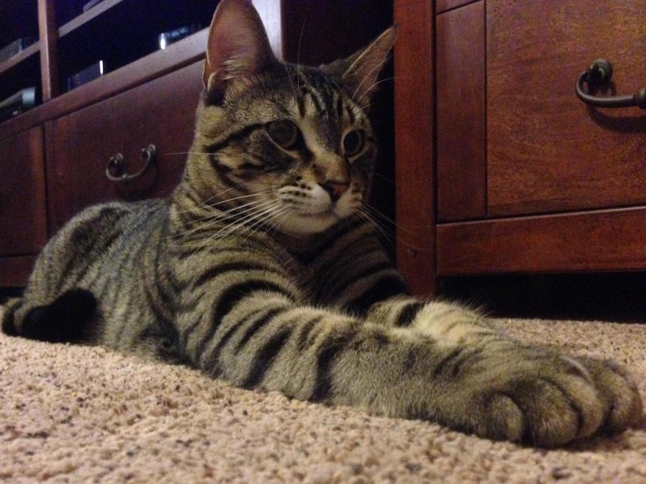 Rex Doing His Impersonation of the Sphinx .
