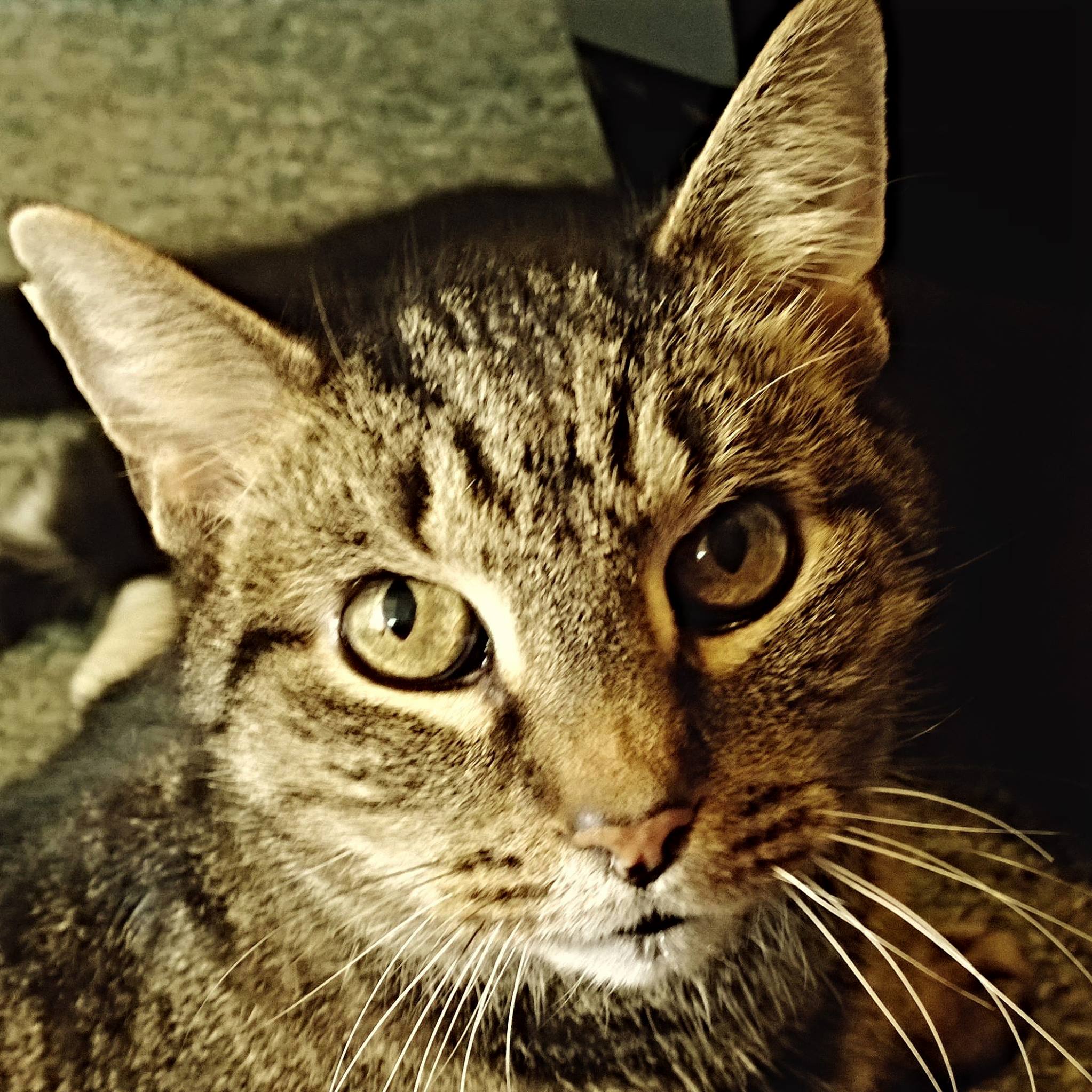 Rip Francis. You Were Loved. Today We Had to Say Goodbye.