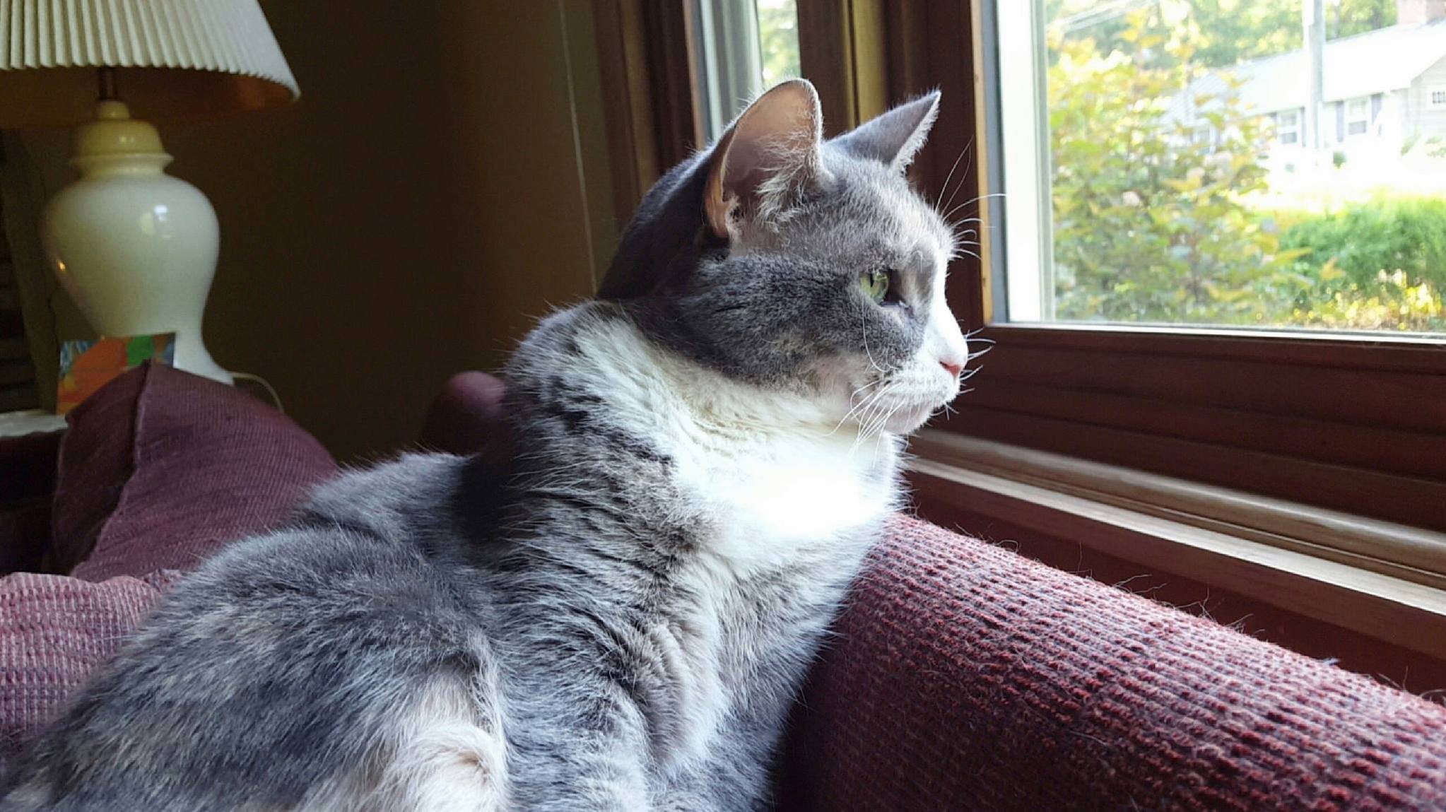 Rip Tessie. When We Got Her She Was Pretty Much a Feral Cat That Over the Last 13 Years Grew to Love Rubs and Scratches More Than Any Other Cat I Ve Ever Known. I Ll Never Forget You.