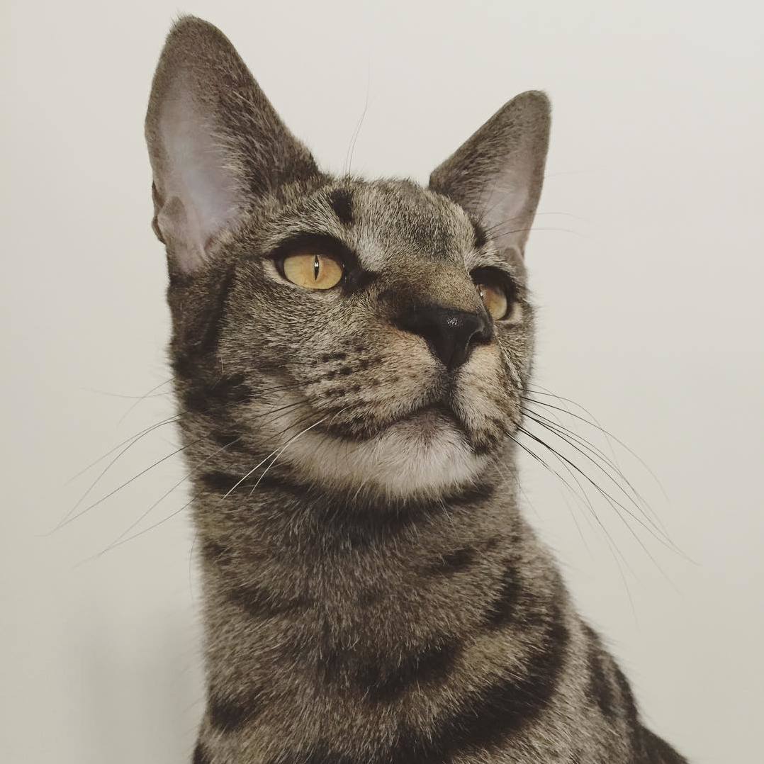 Rufio Looking Out from Atop His Royal Perch.