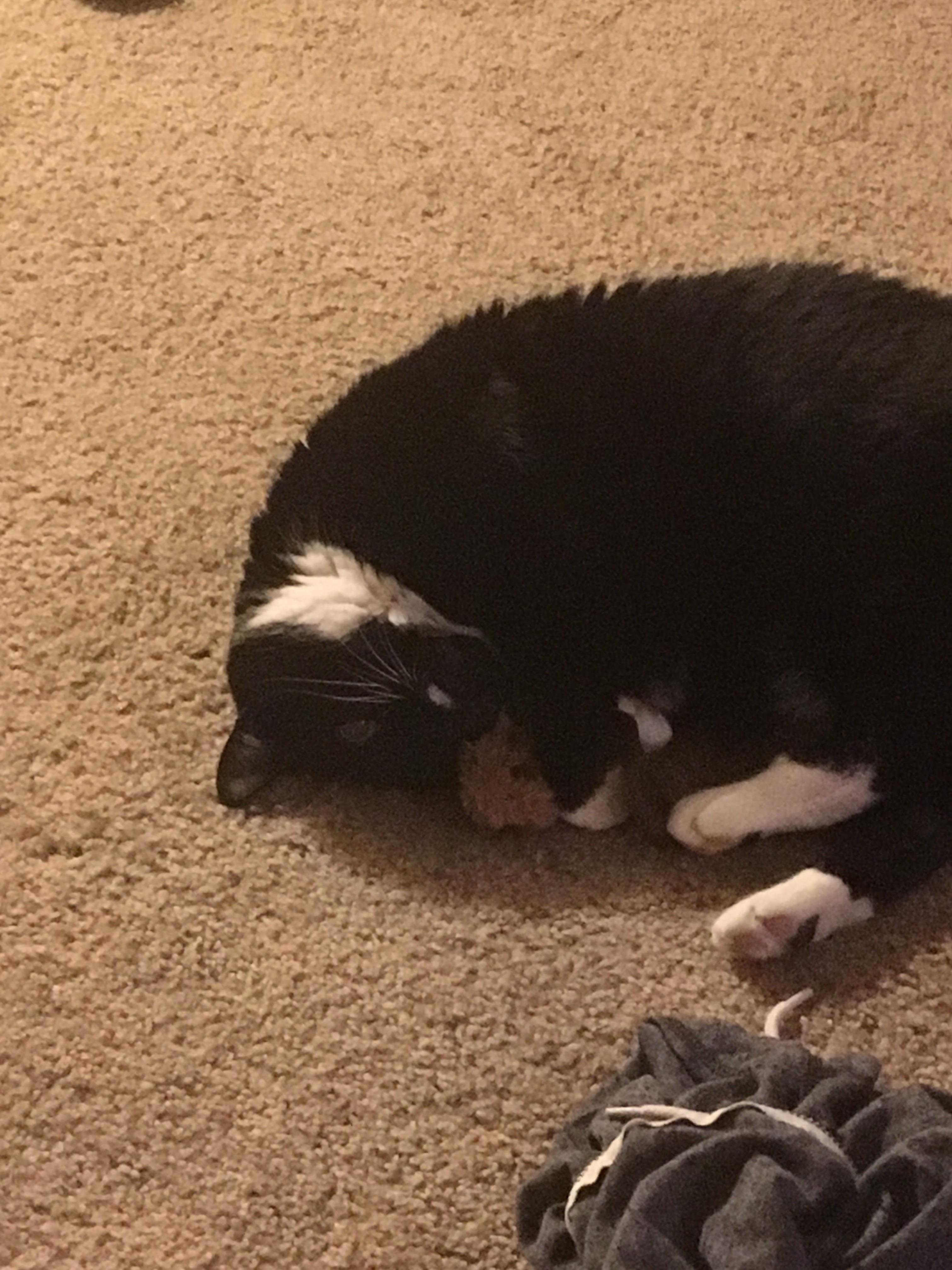 Sadie Cuddles Her Mouse