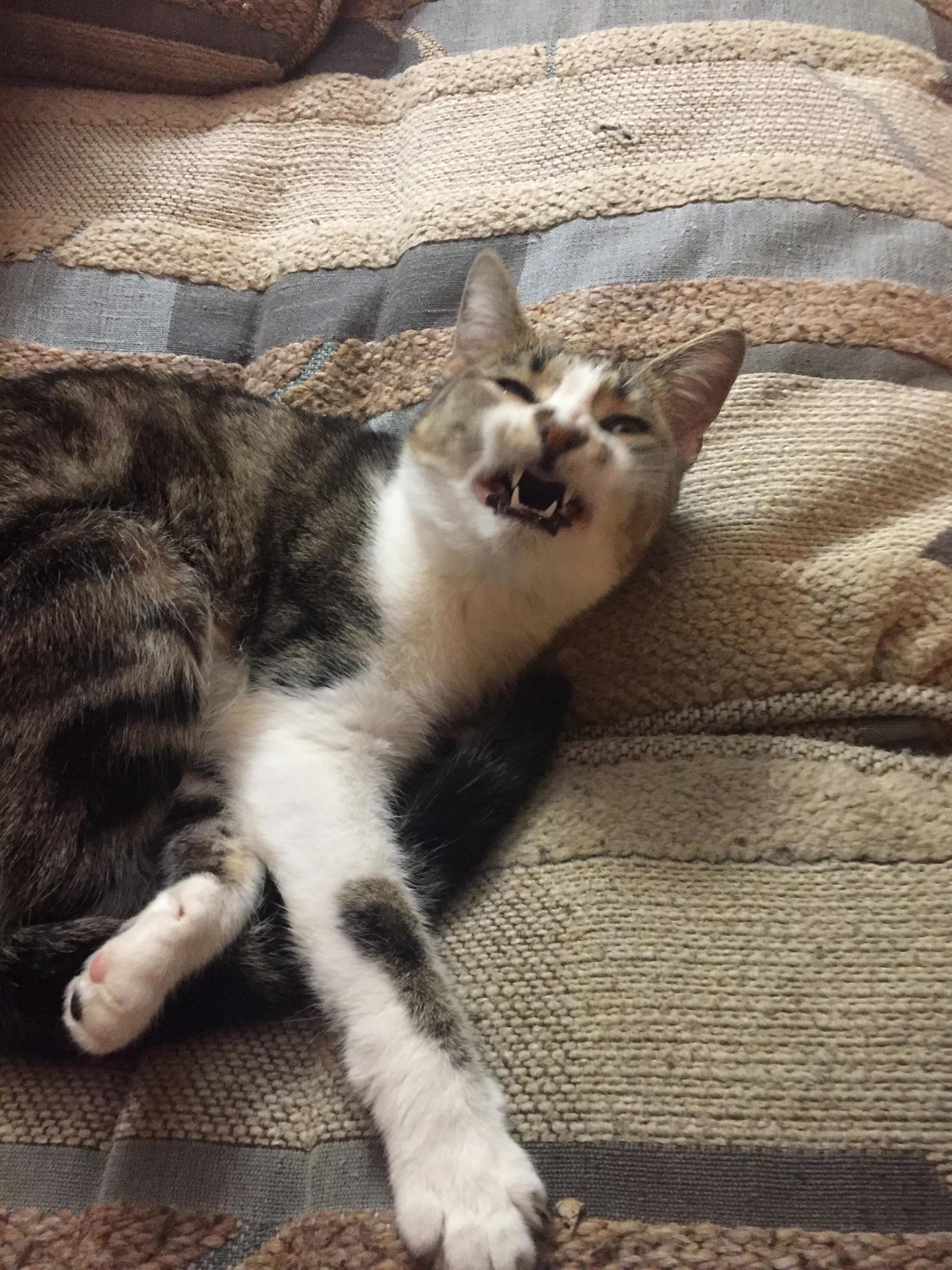 Say Cheese