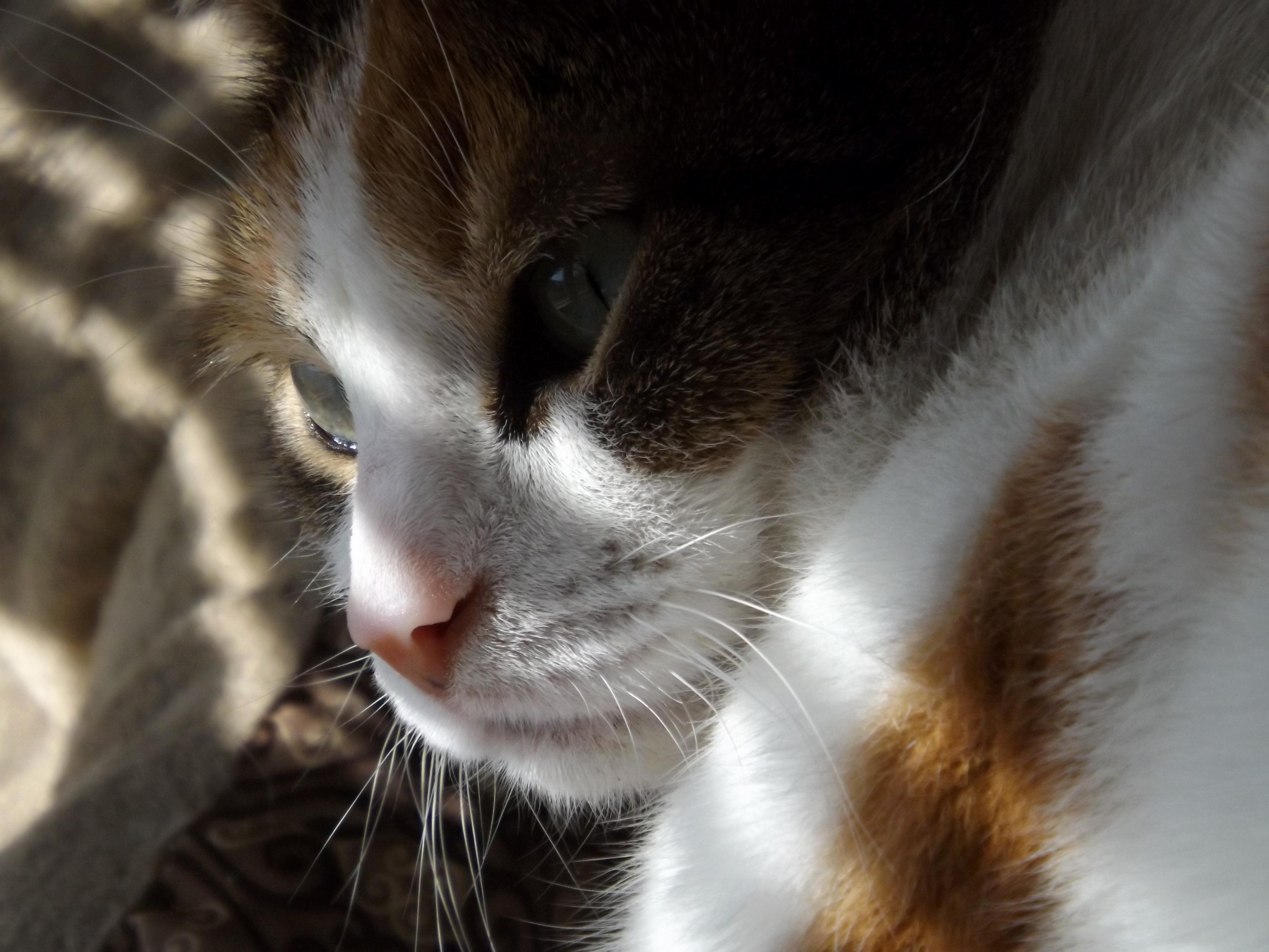 Se Orita - the Green-eyed Girl.