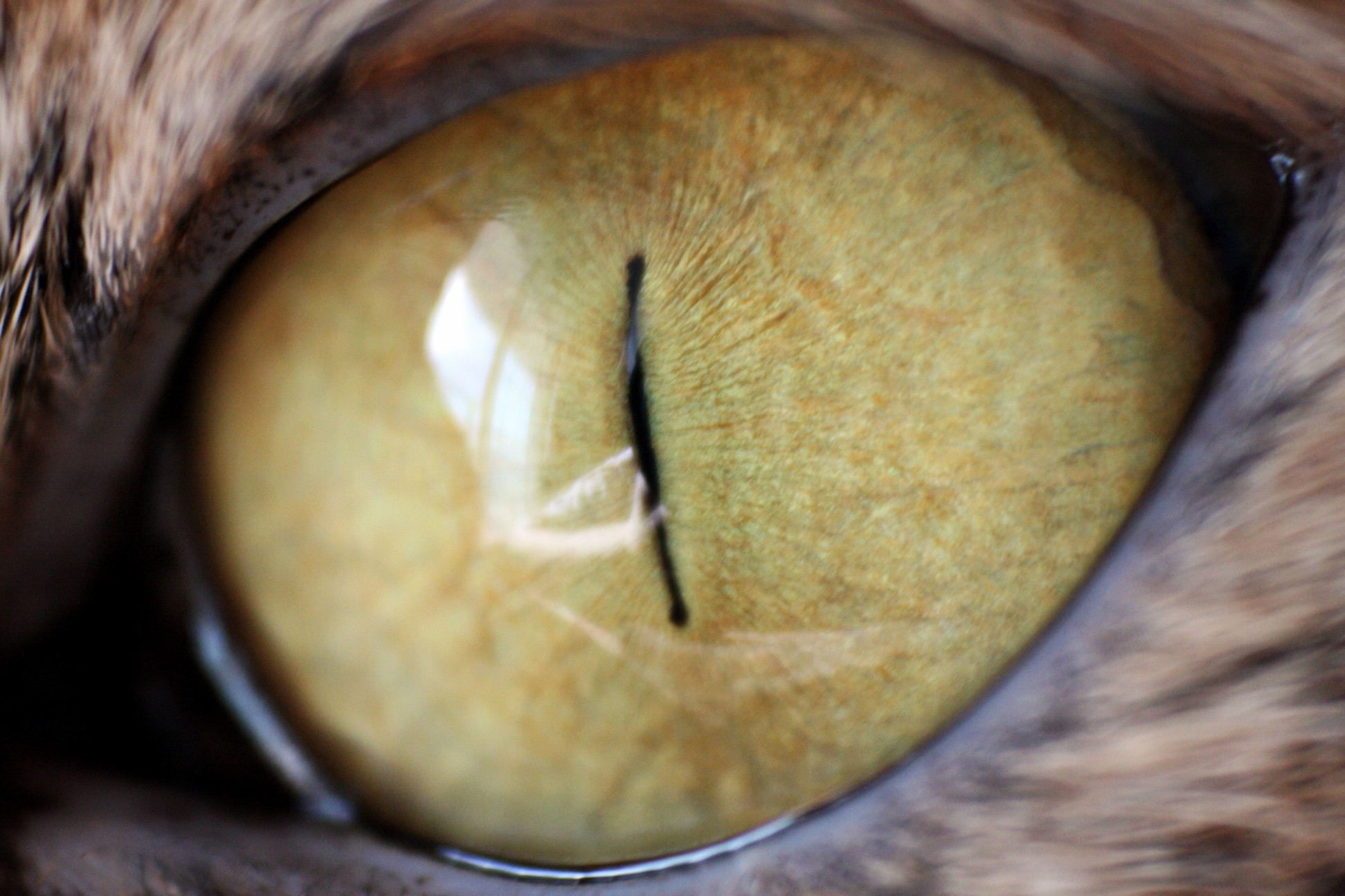 Self Macro Cat Eye