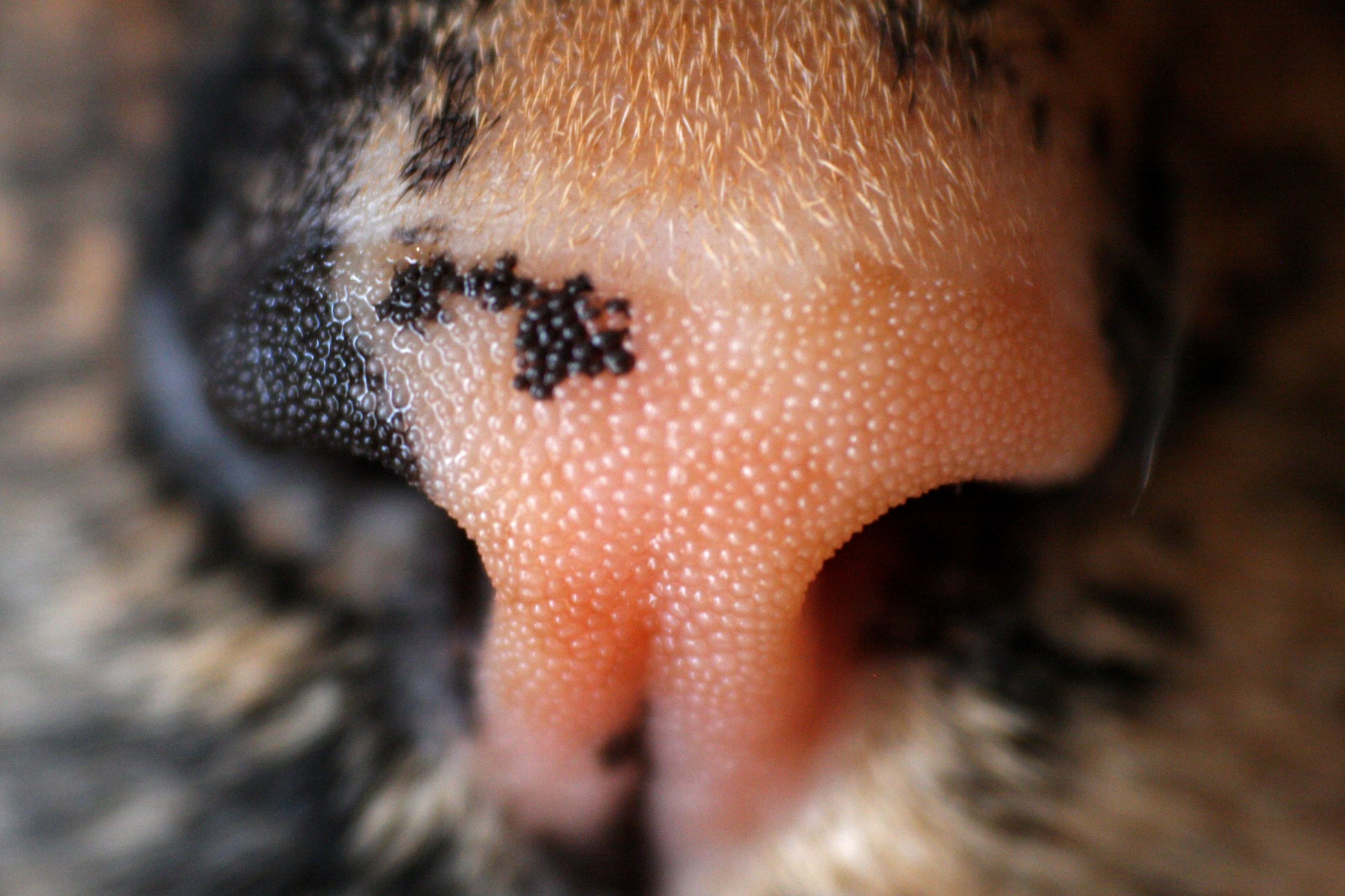 Self Macro Cat Snoot