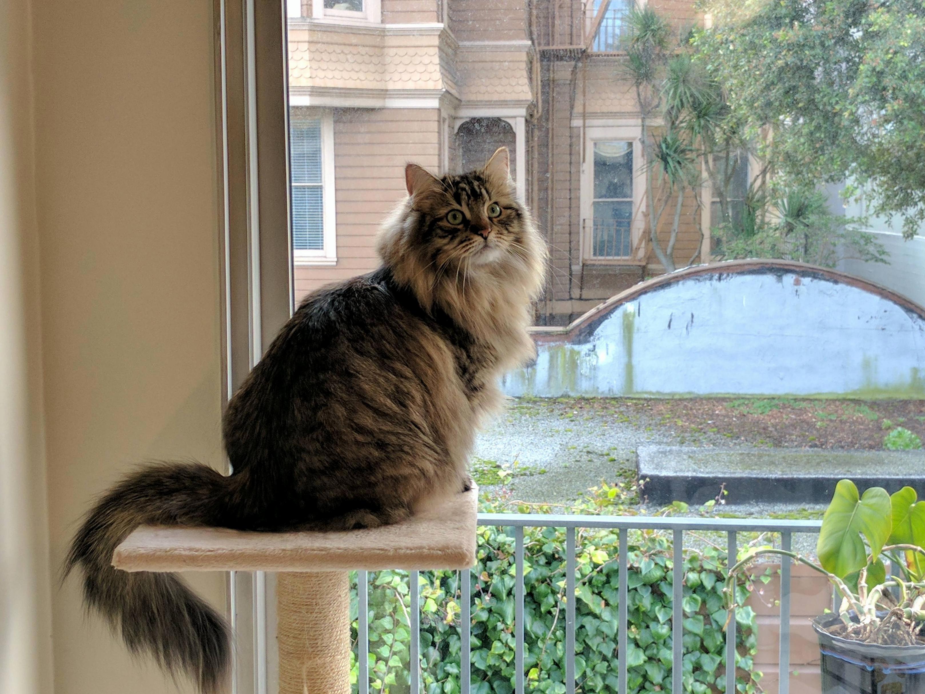 Sf City Kitty