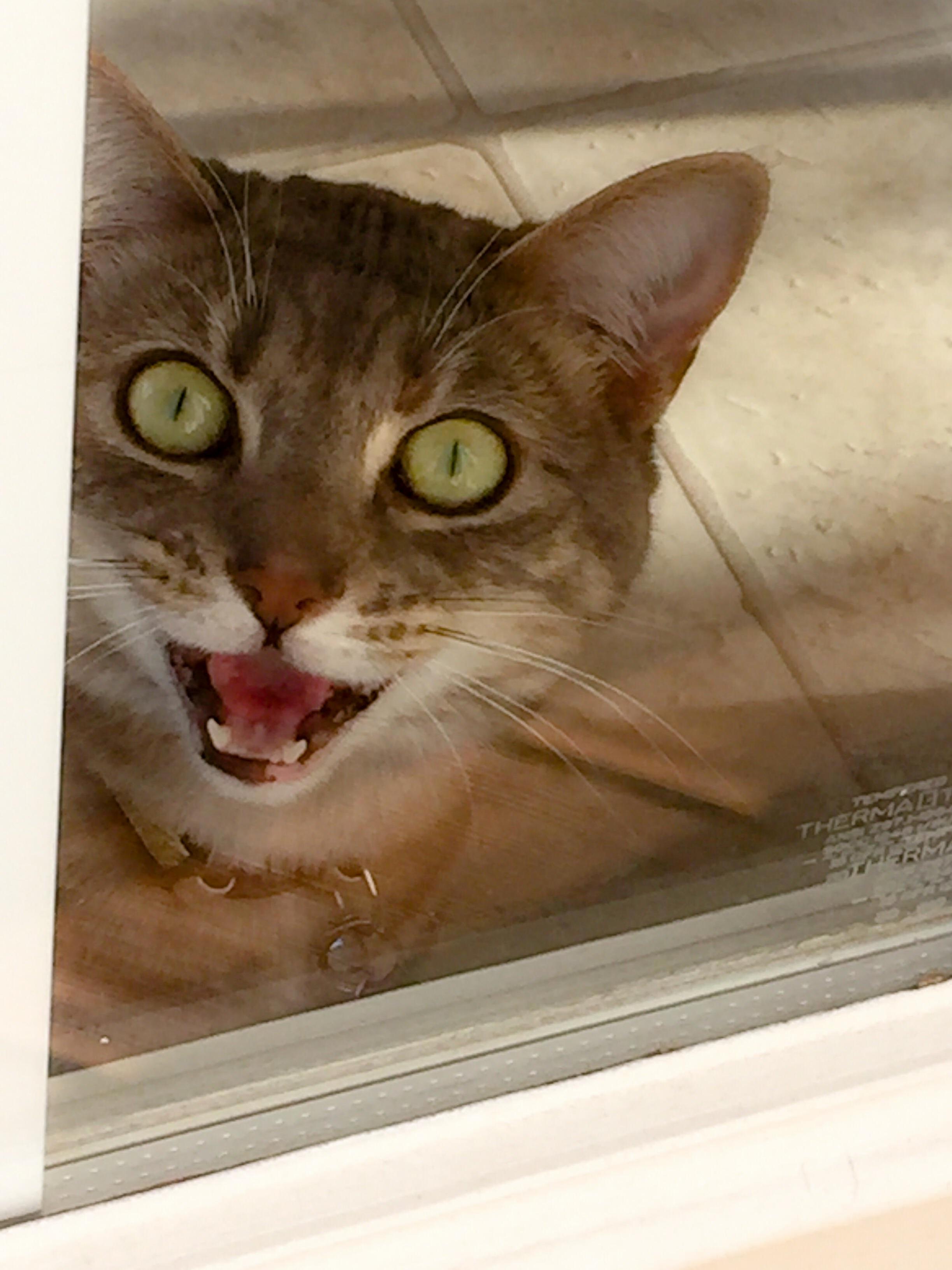 She Heard Me Say Eat