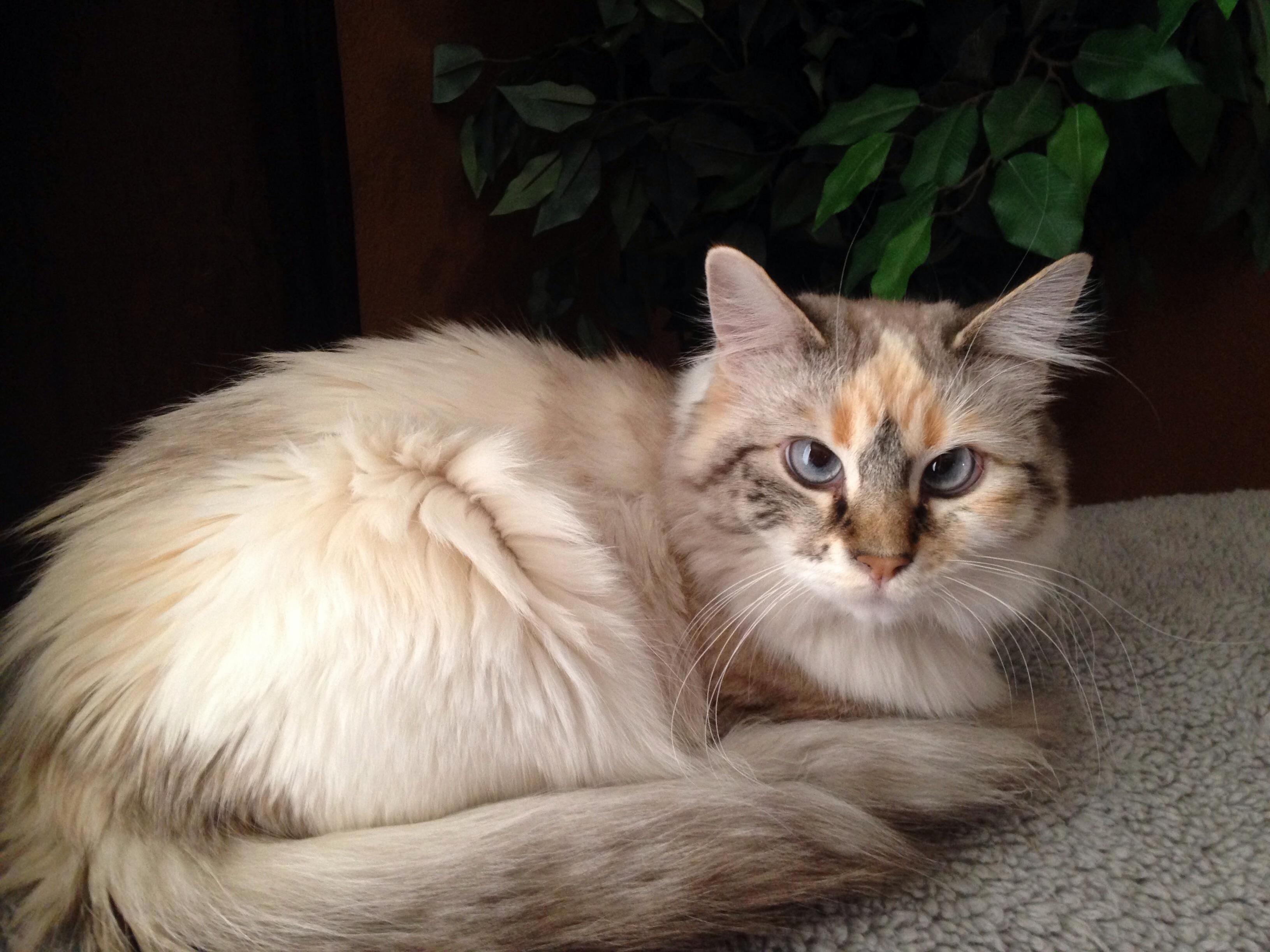She Is My First Kitty Had Her for Almost a Year