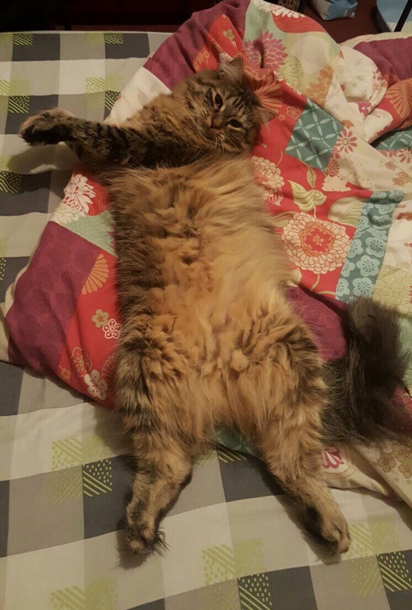 She Lies Weird