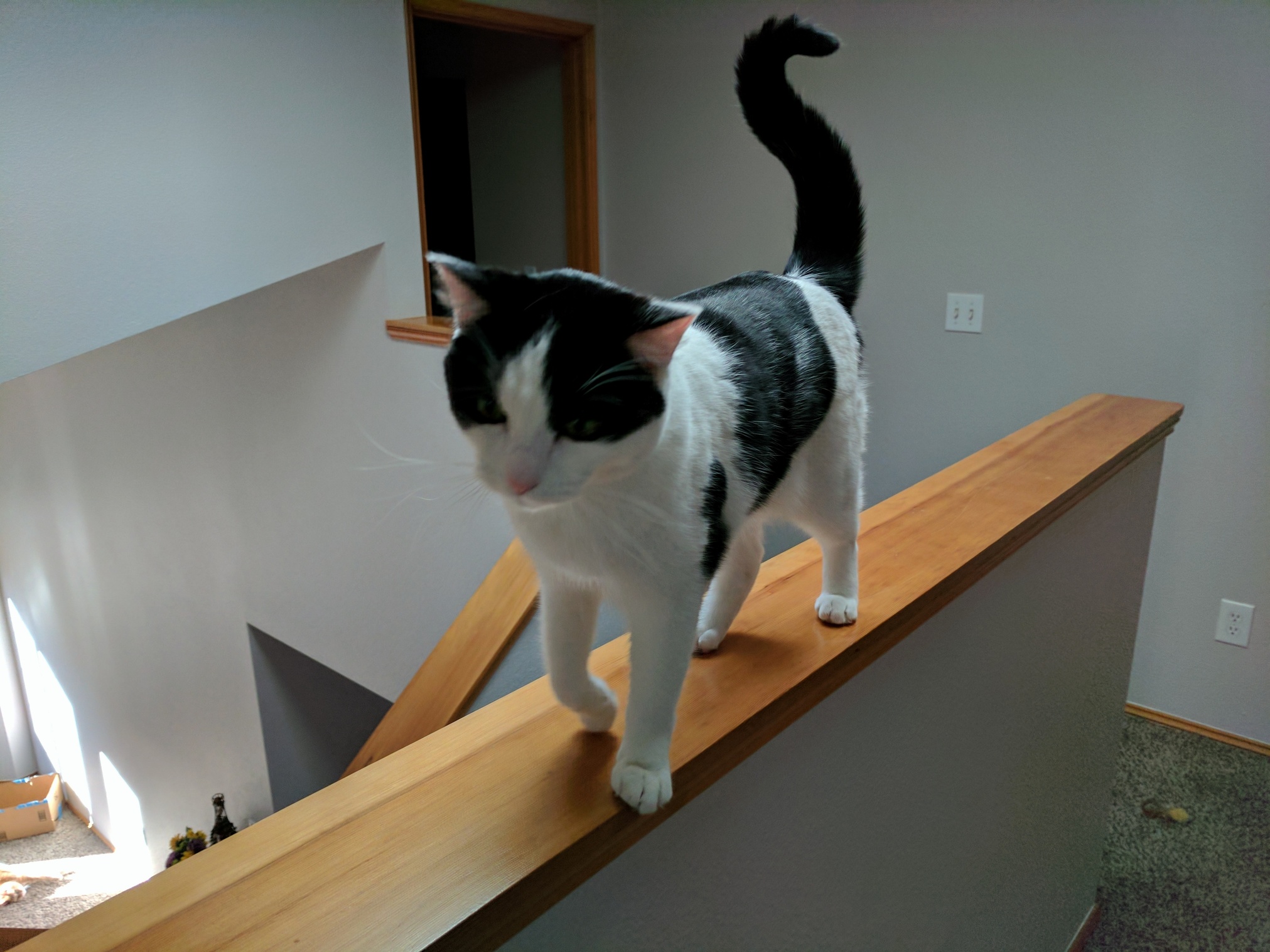 She Likes Stairs and Railings.