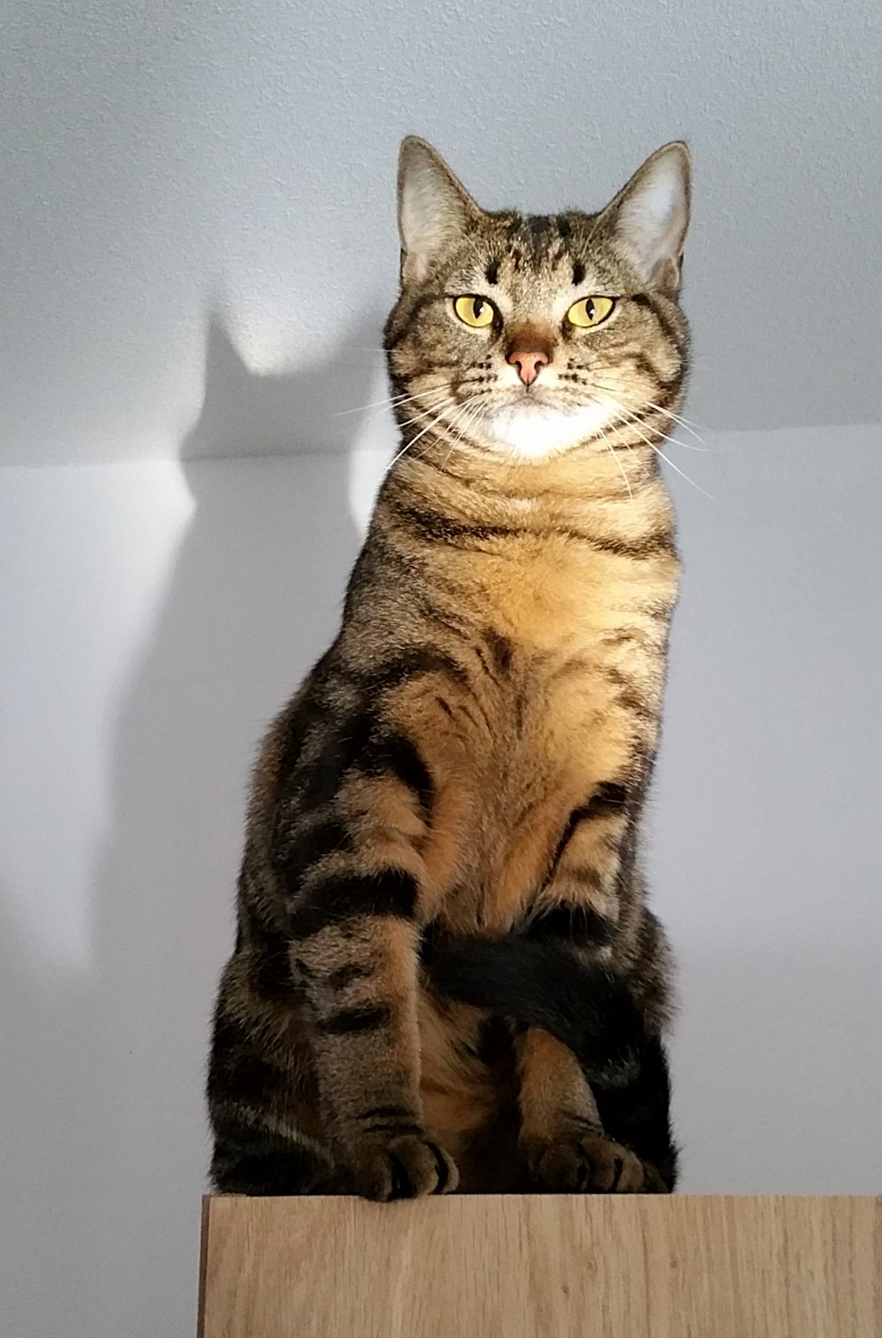 She Only Sits Still Once a Day but When She Does...