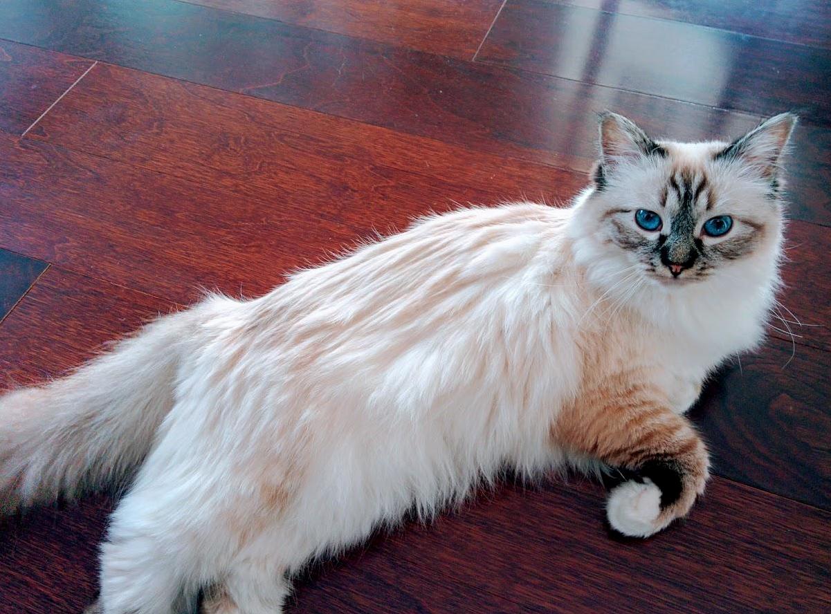 She Rules with a Iron Paw and Lets You Pass If You Pet Her Hrh Turns 1 Today