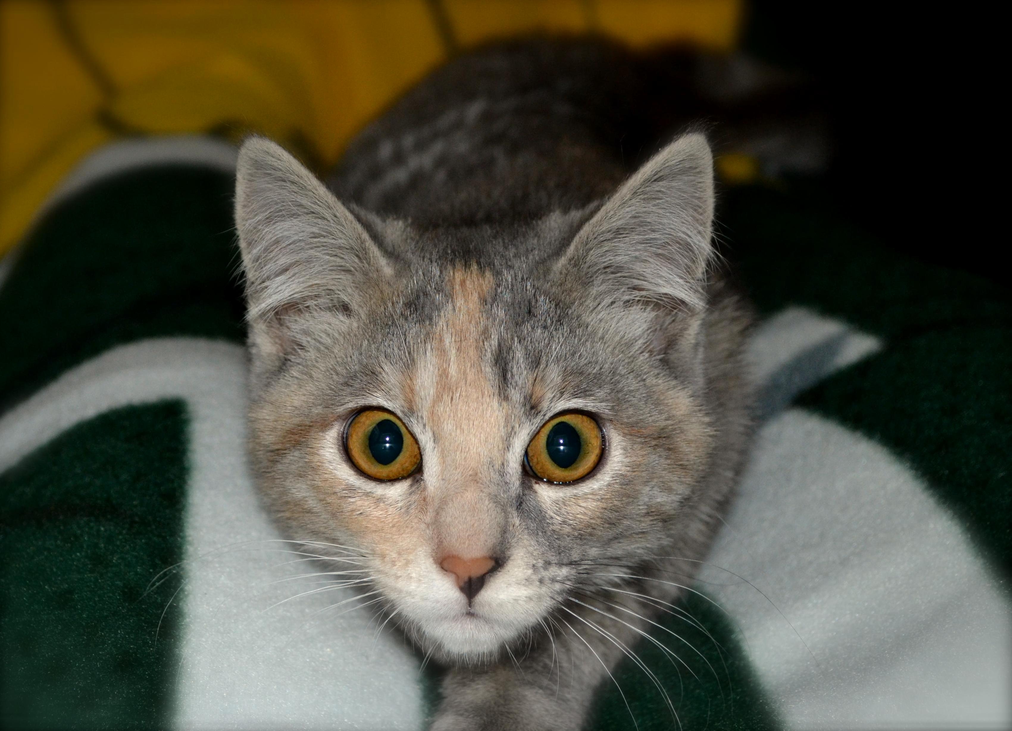She Sneaks Onto My Lap and Pushes the Macbook Lid Closed to Stare Me Down