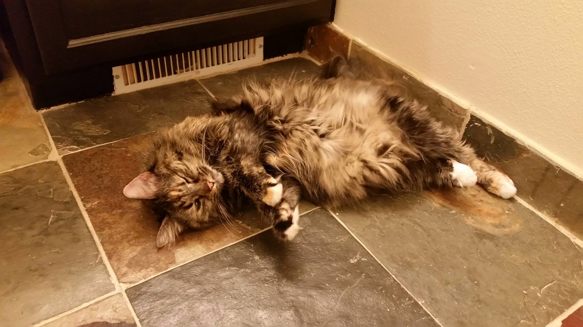 She Spends a Lot of Time Flopped Like This in Front of the Vent. I Swear We Keep the Entire House Warm...