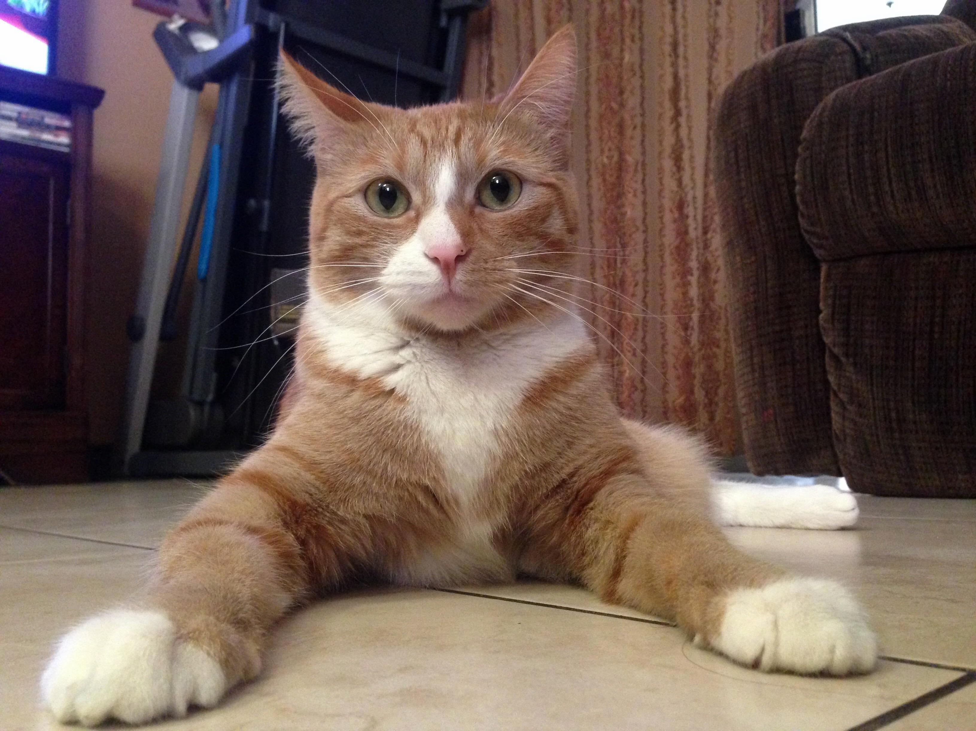 Shes the Domestic Sphinx