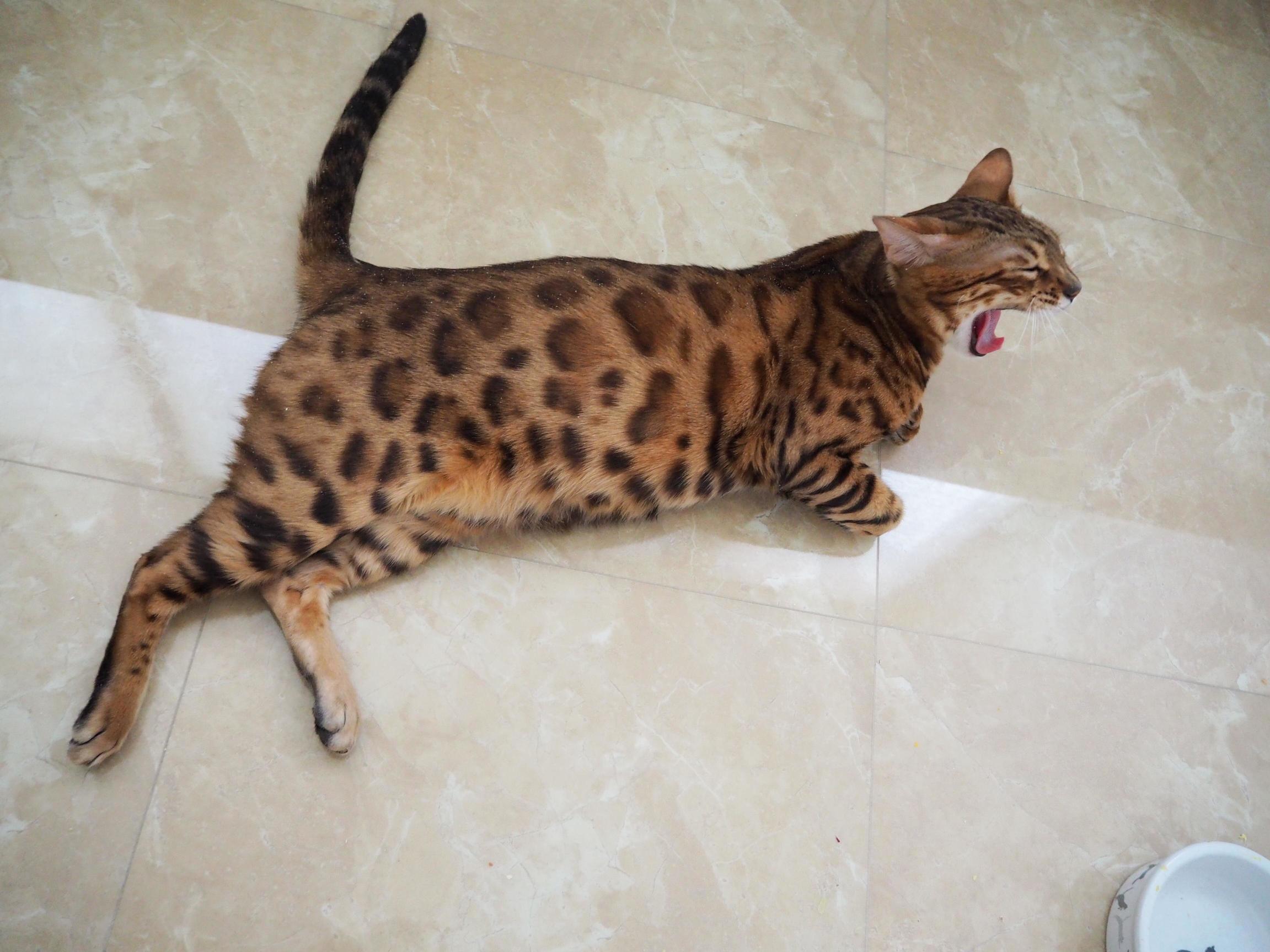 Shock Cat Ate His Paws