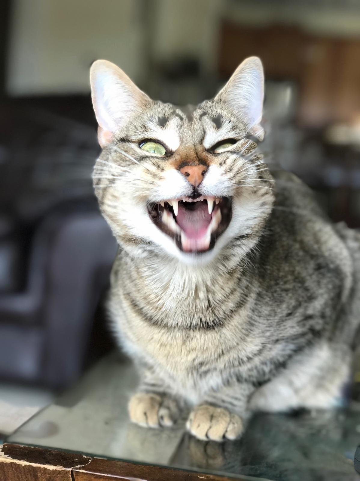 Sis Was Taking Care of Our Cats This Weekend She Managed to Catch Sedona Mid-yawn Looking Furrrocious As Ever.