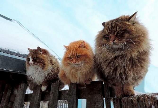 Sitting in a Row on a Fence