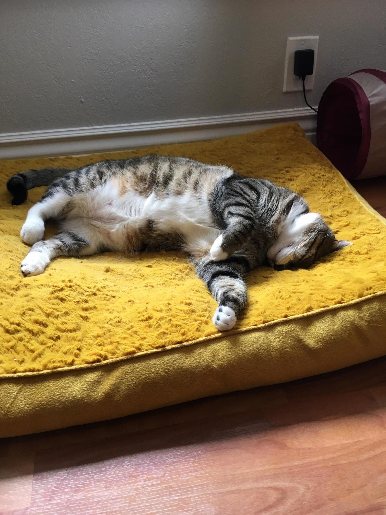 Sleeping or Waiting to Attack with Eyes Closed Nobody Knows.
