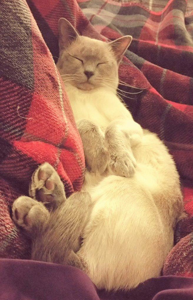 Sleepy Cuddles