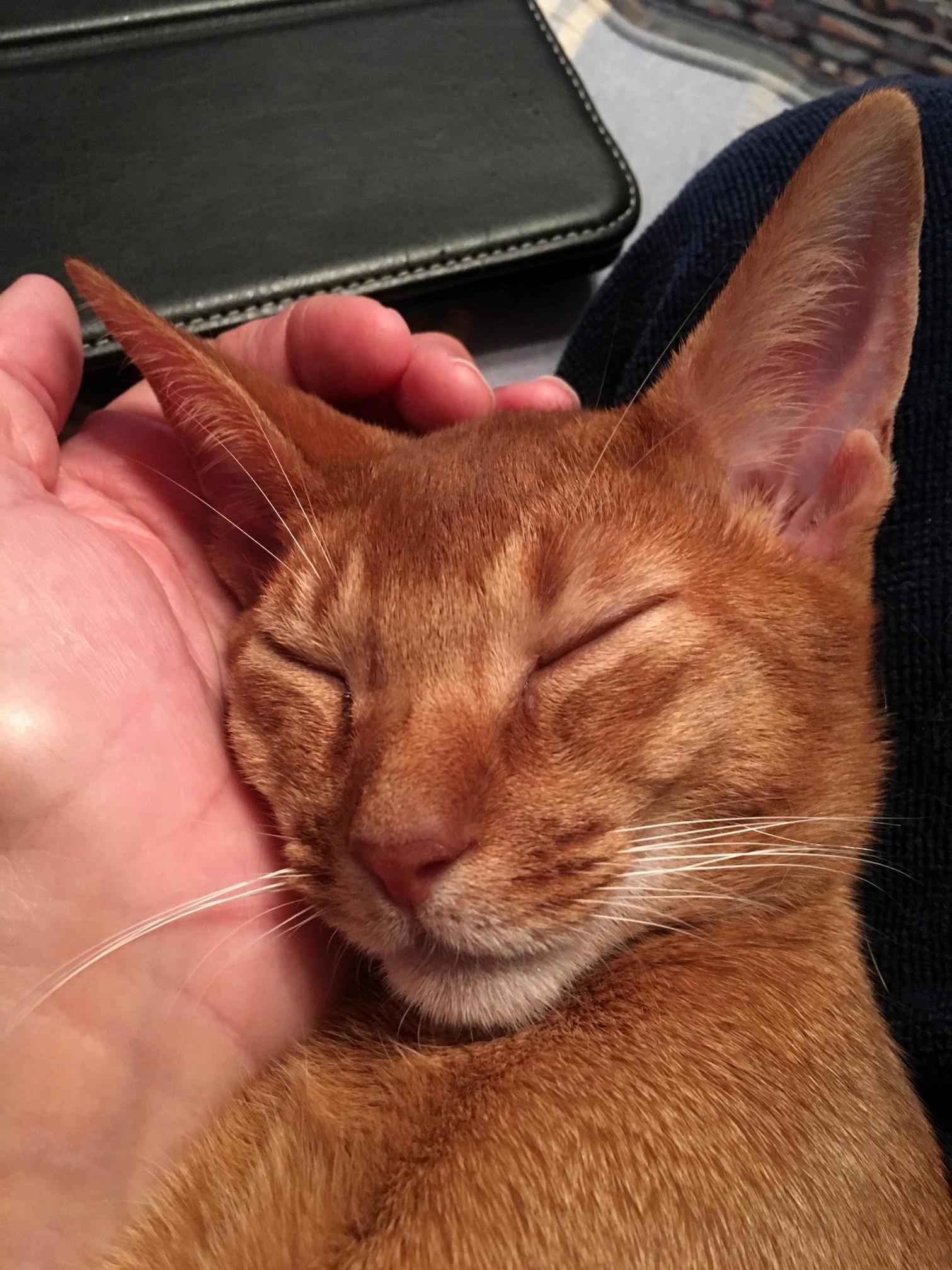 Sleepyhead