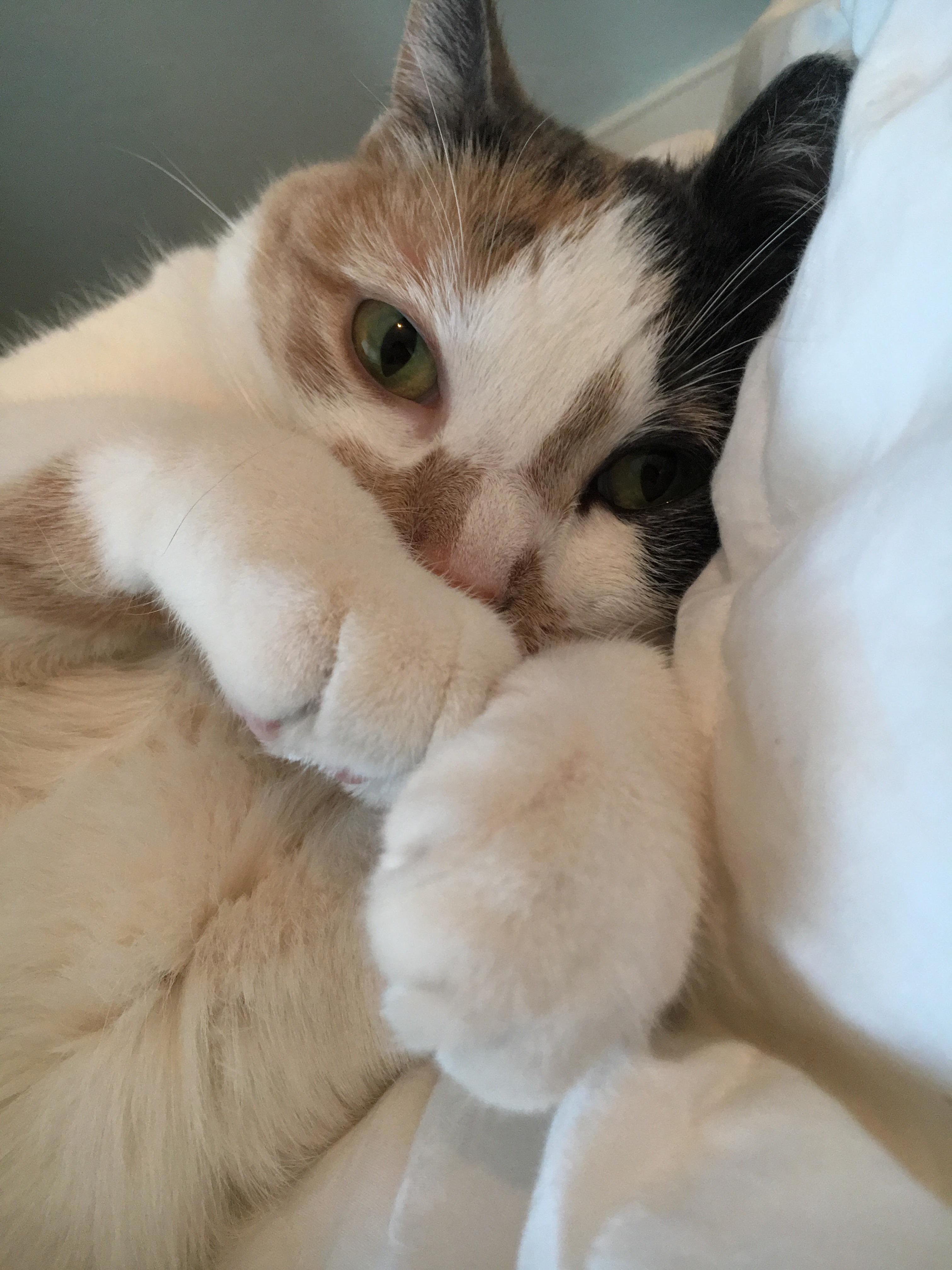 Small Paws