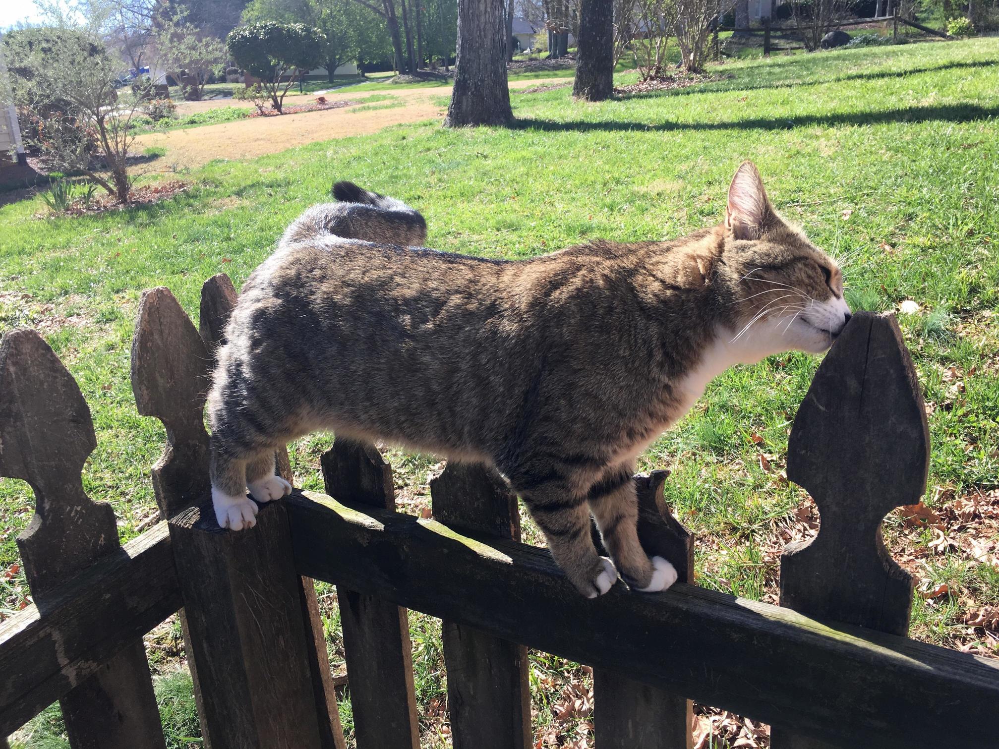 Smells Like Fence