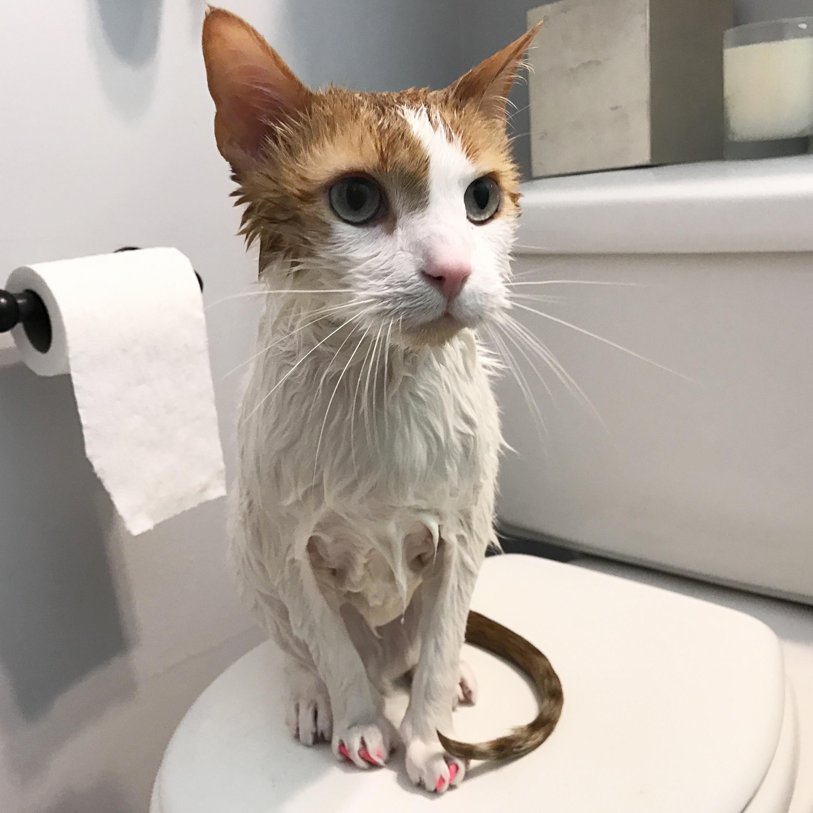 Smelly Cat Smelly Cat Its Not Your Fault