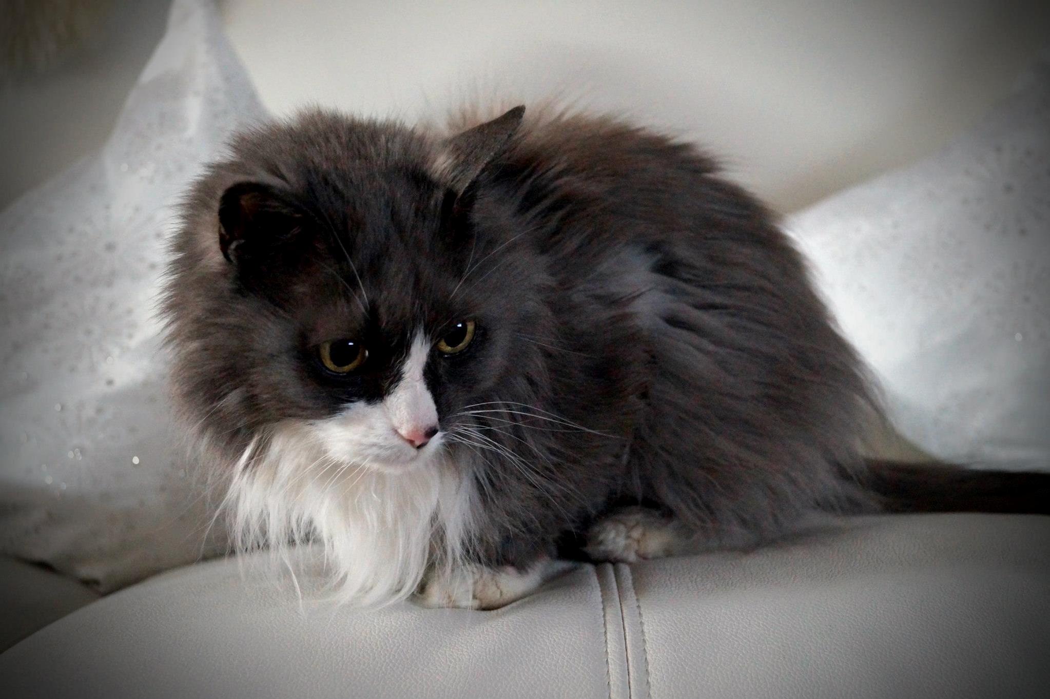 Smokey