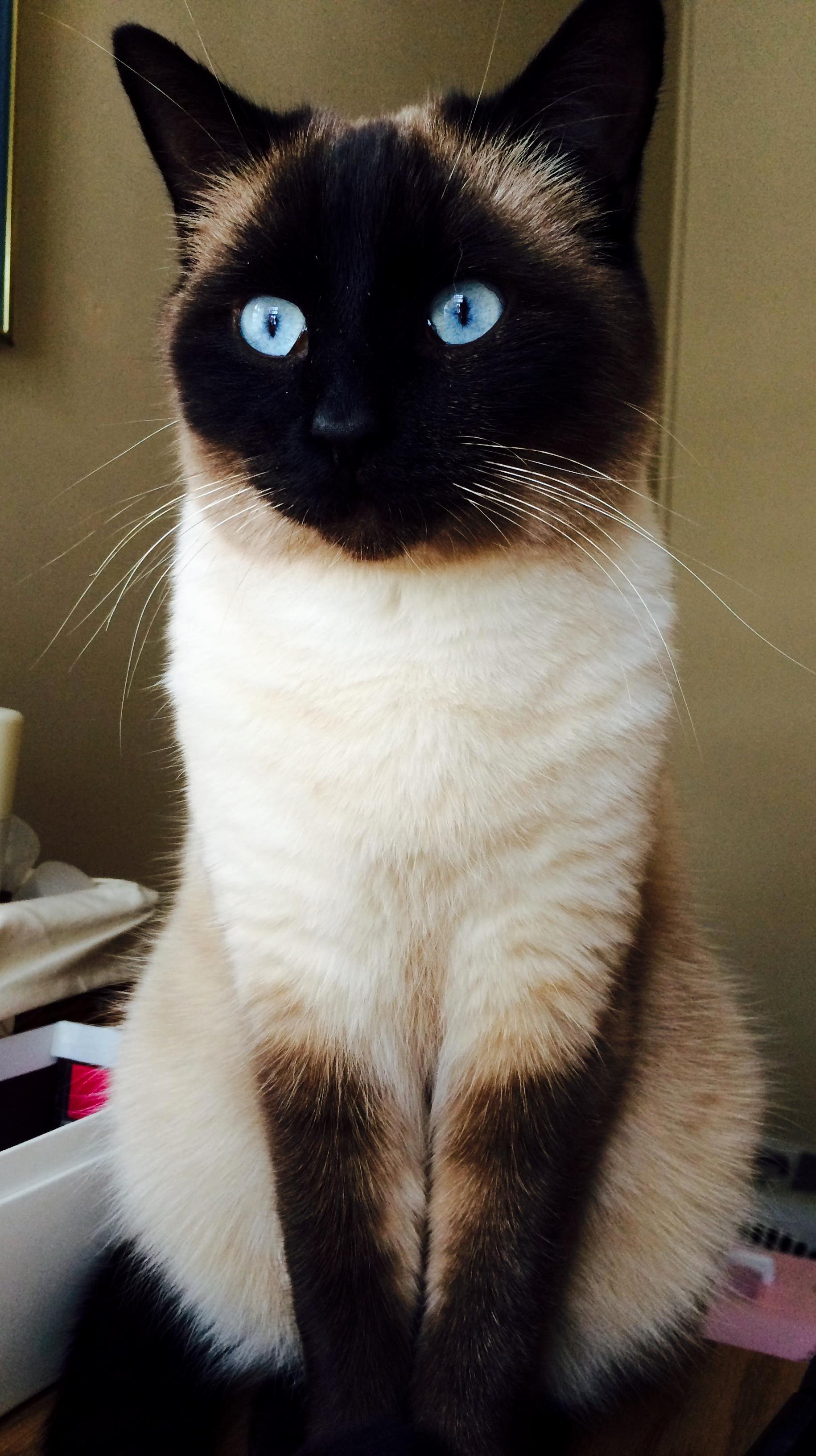 Snoop Catt Doing What Snoop Catt Does Best Staring Blankly
