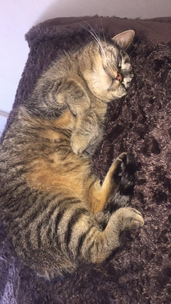 So Cute When She Sleeps Like This