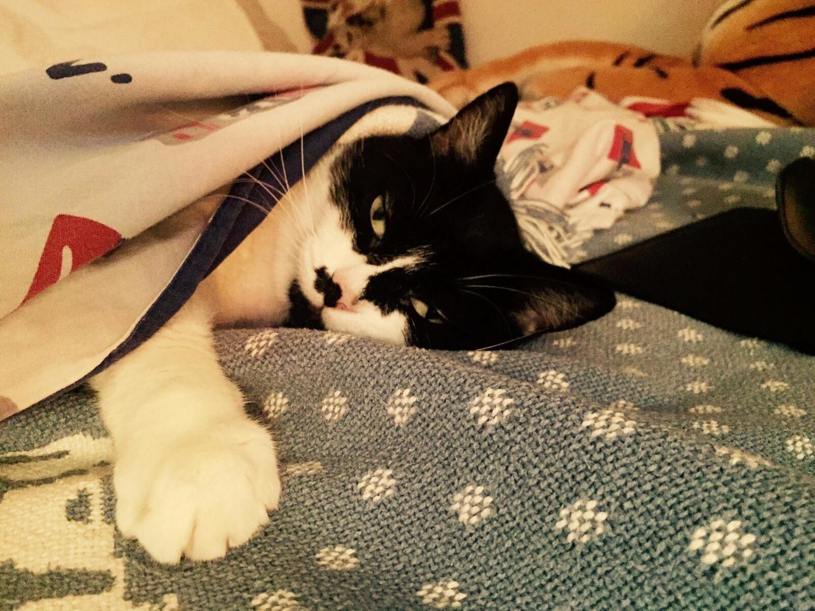 Someone Did Not Appreciate Being Woken Up for This Picture