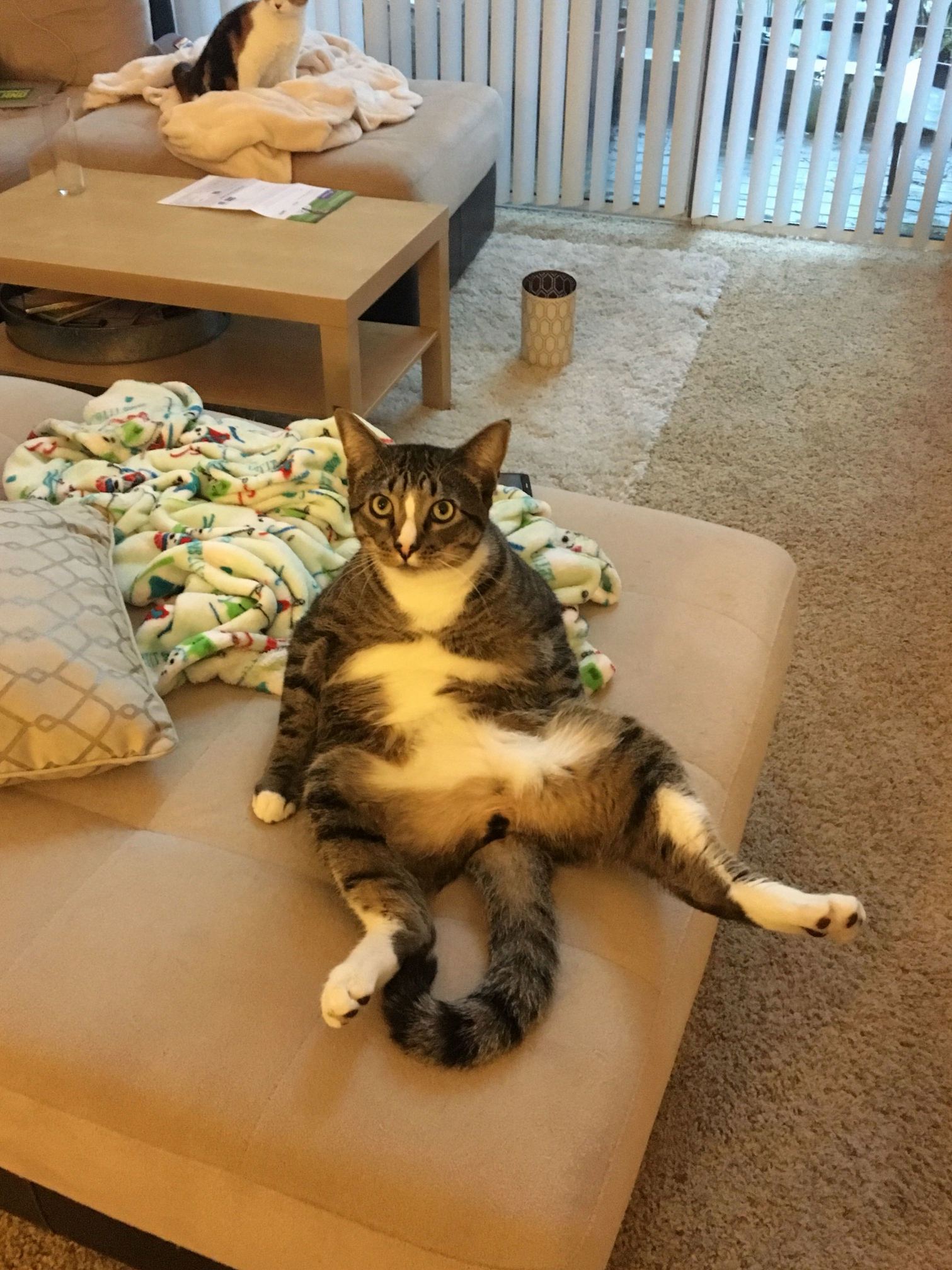 Someone Needs a Belly Rub