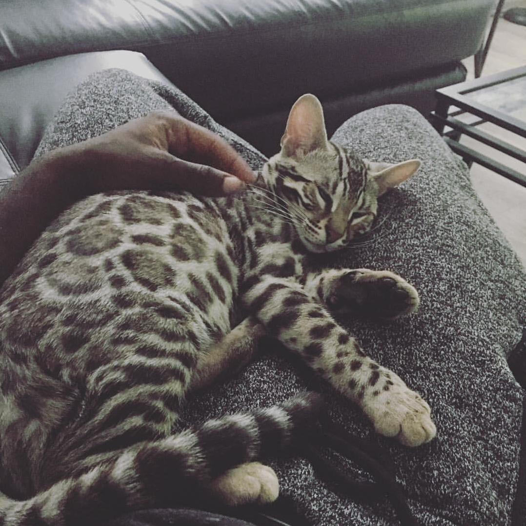 Someone Should Tell Him Bengals Arent Supposed to Be Lap Cats.