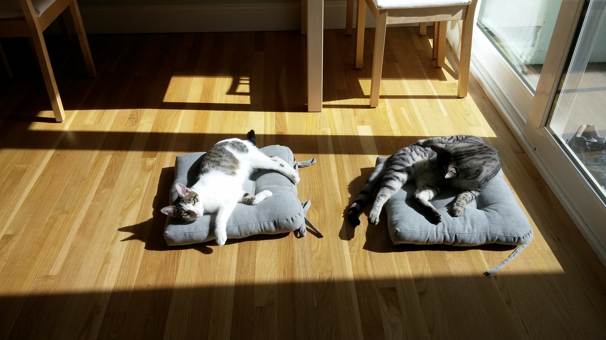 Sometimes I Think My Wife Thinks Shes a Cruise Director and My Cats Are Europeans on Holiday.