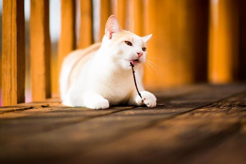 Sometimes You Take Professional Pics of Your Cat