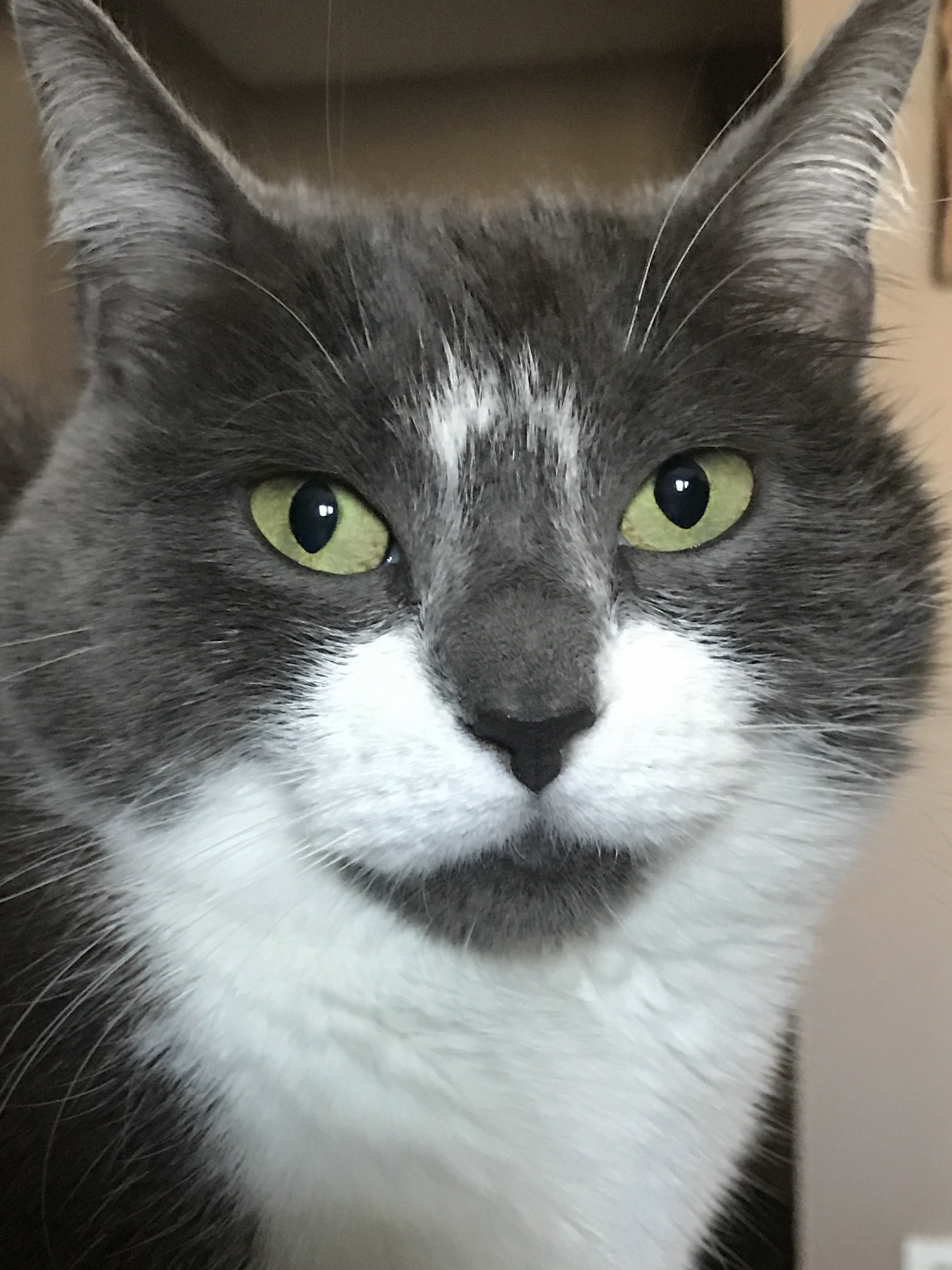 Sophie Catface