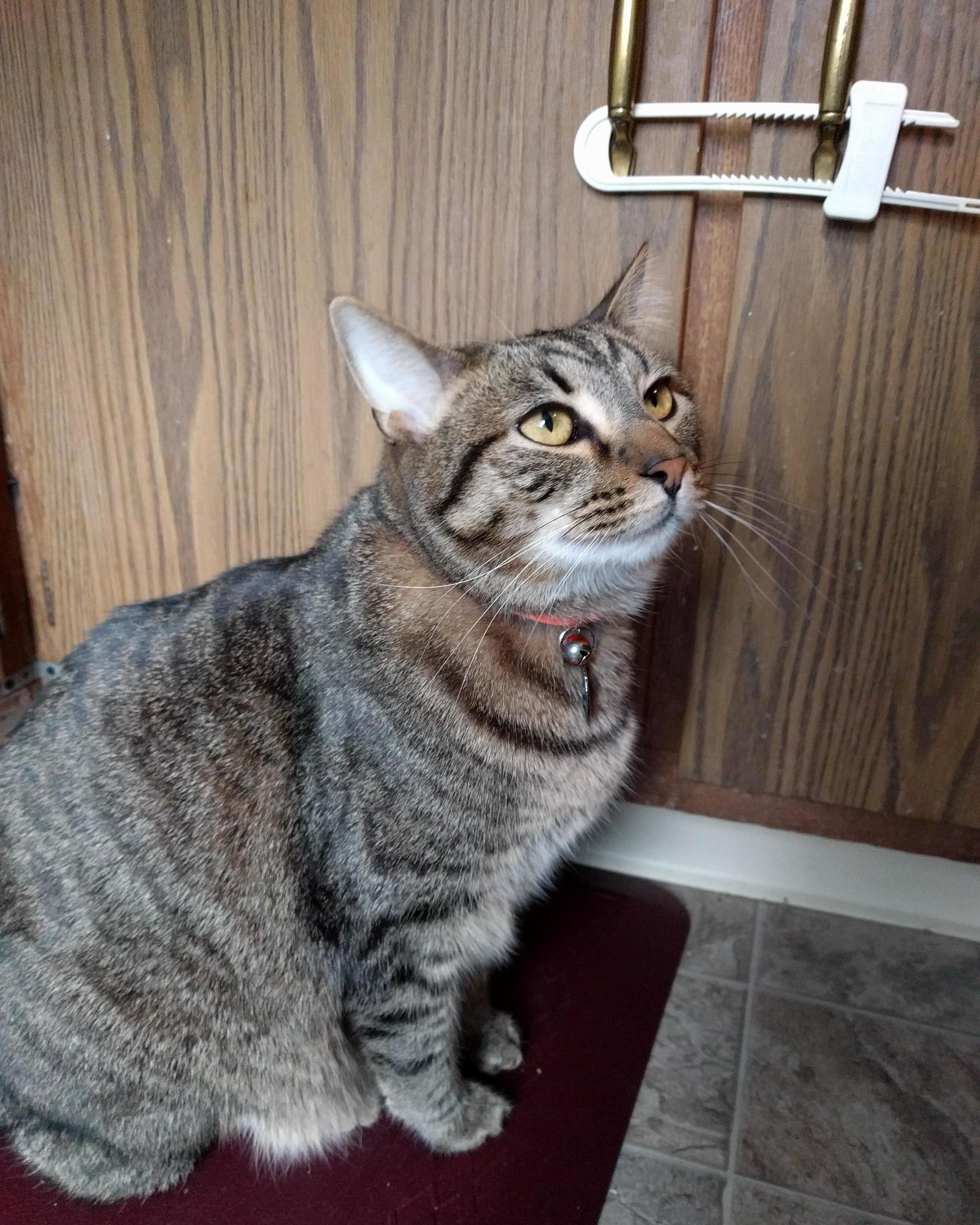 Sous Chef in the Kitchen