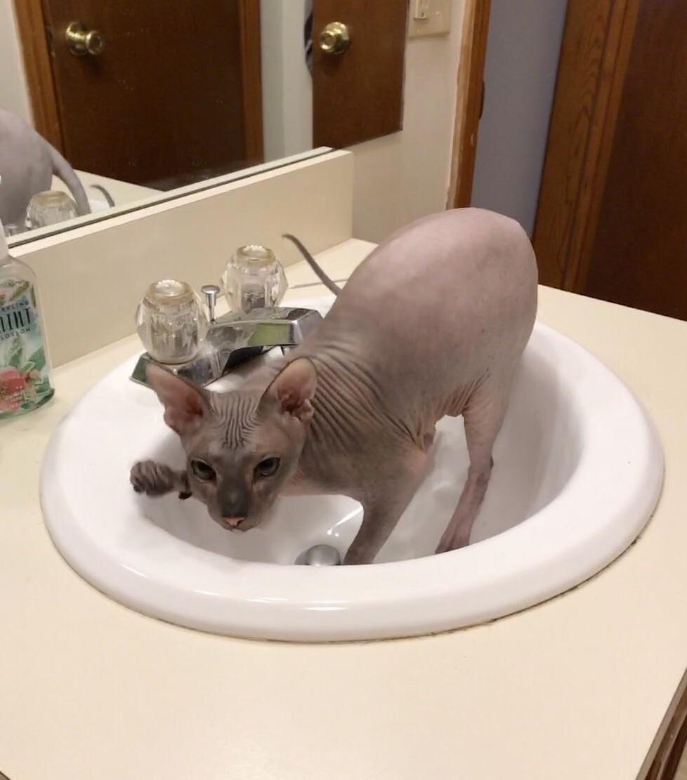 Sphynx-in-a-sink