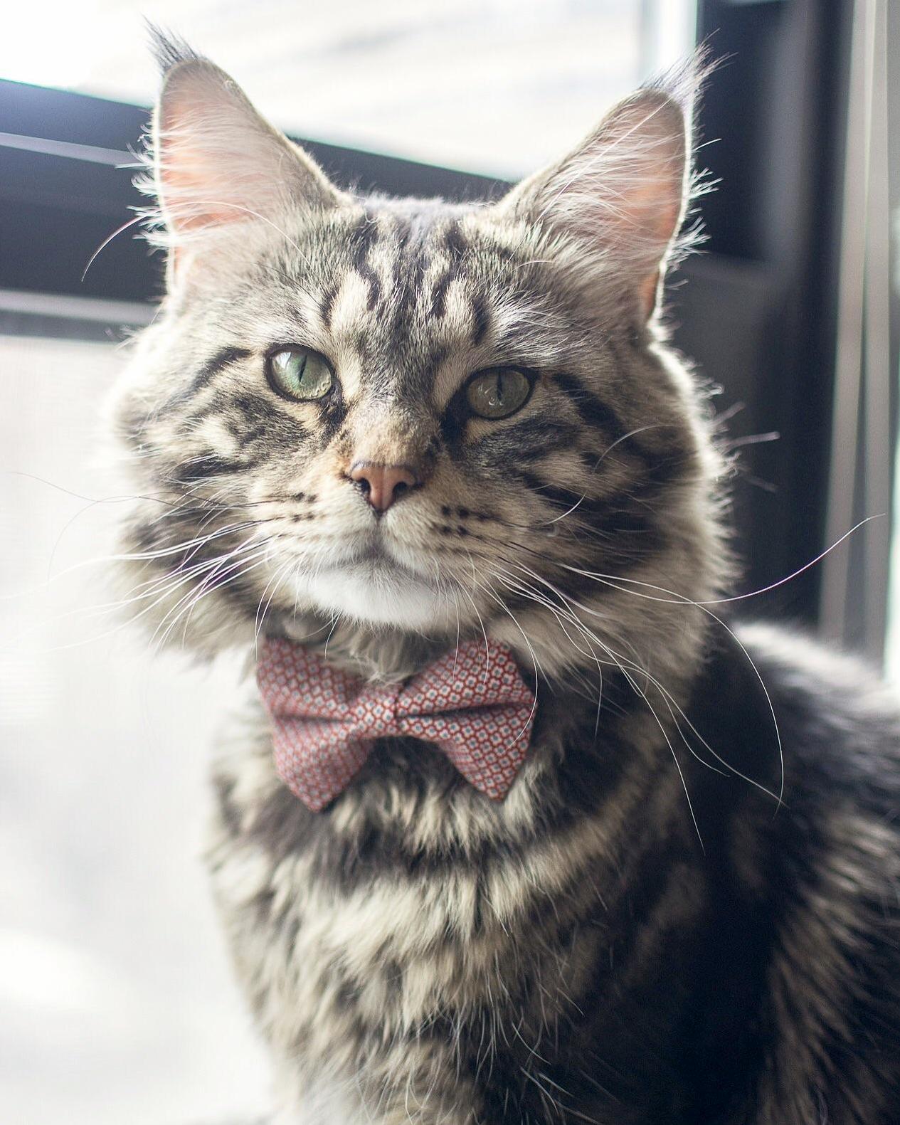 Stay Handsome Friends.