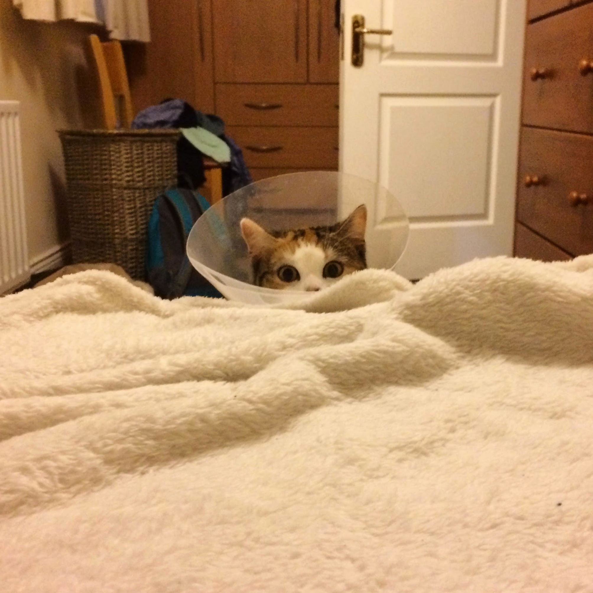 Stealth Level Cone