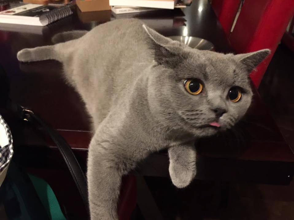 Stella Being Derpy