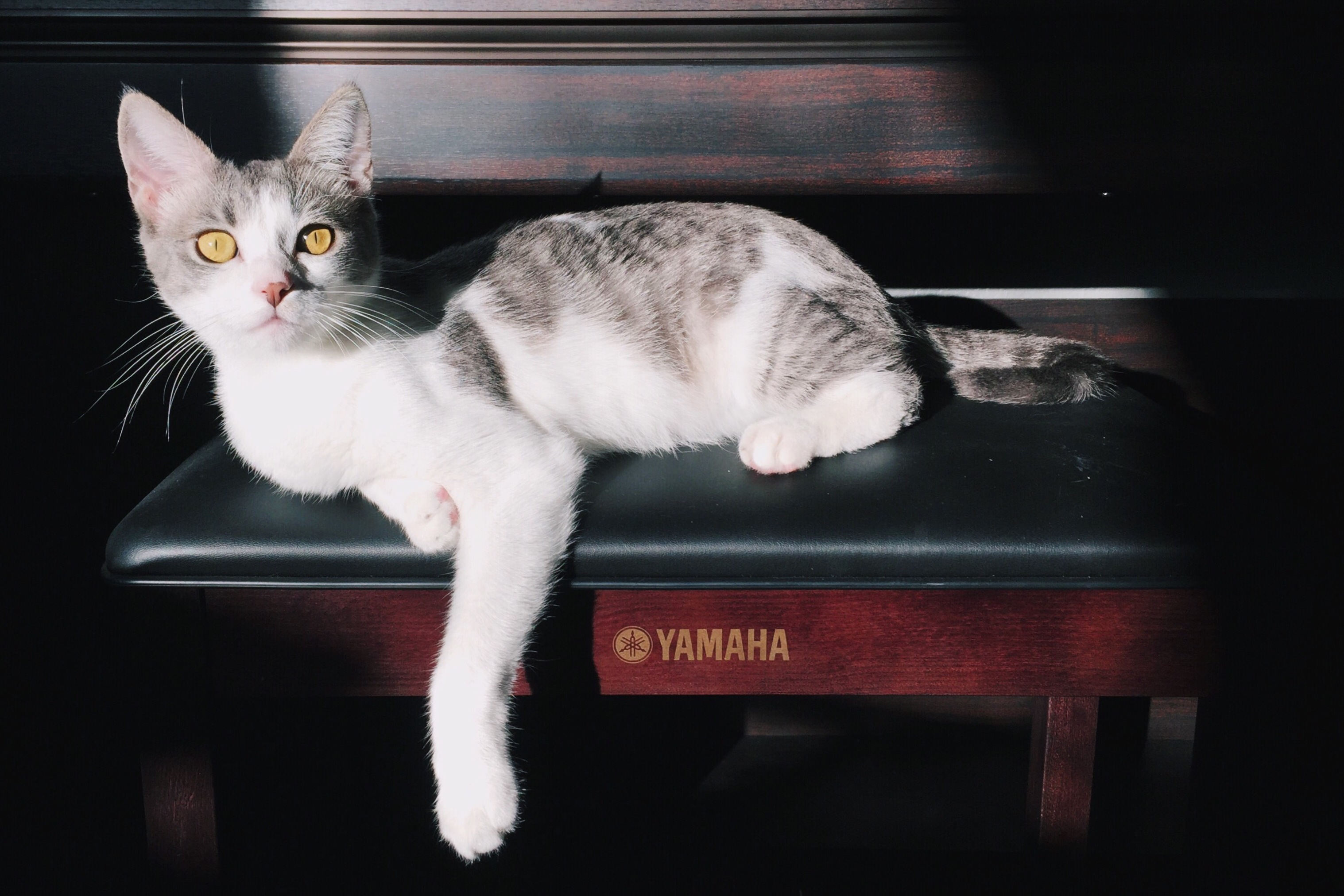 Sunbathing on the Piano Pench
