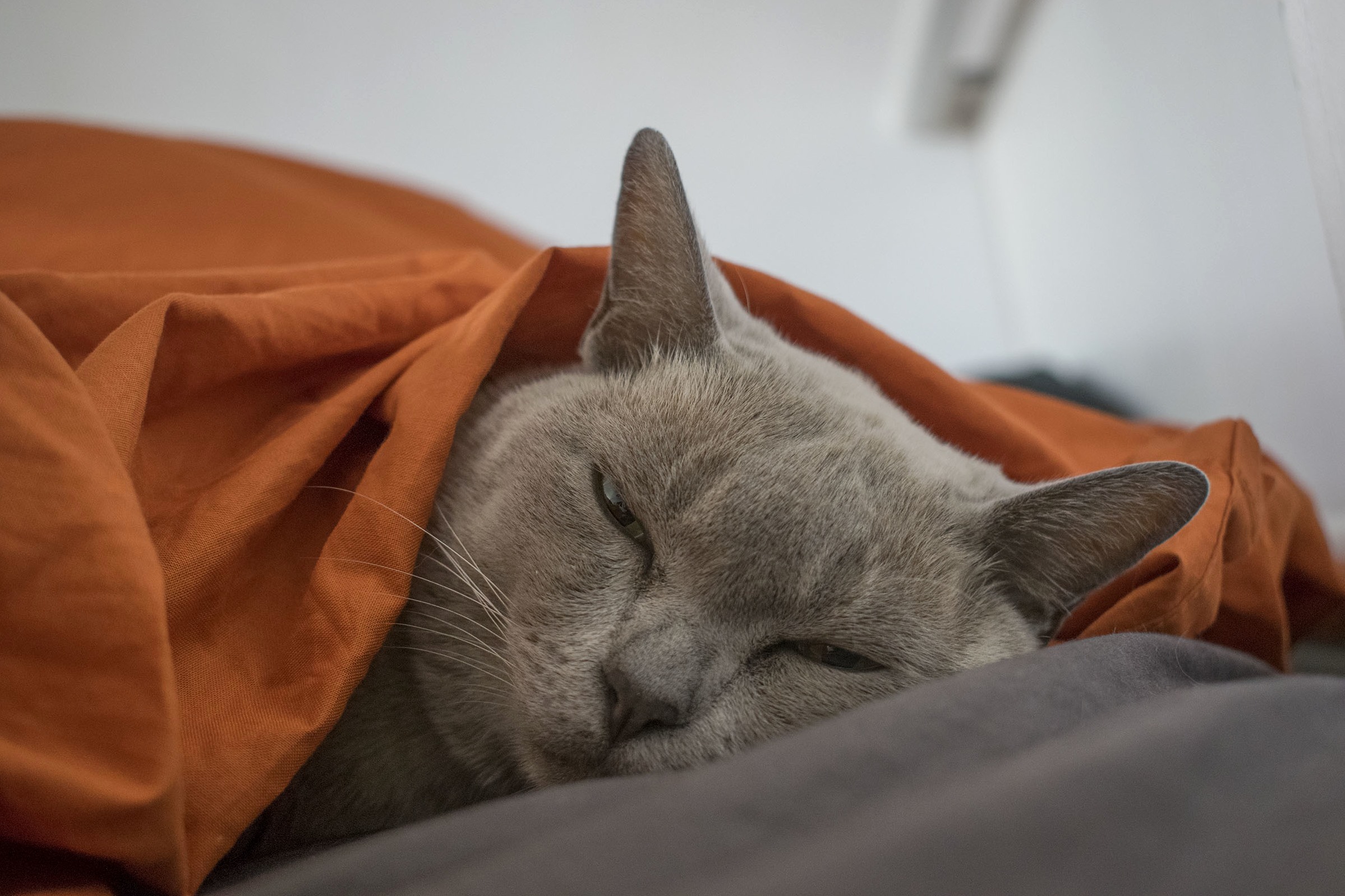 Suu Is Tired