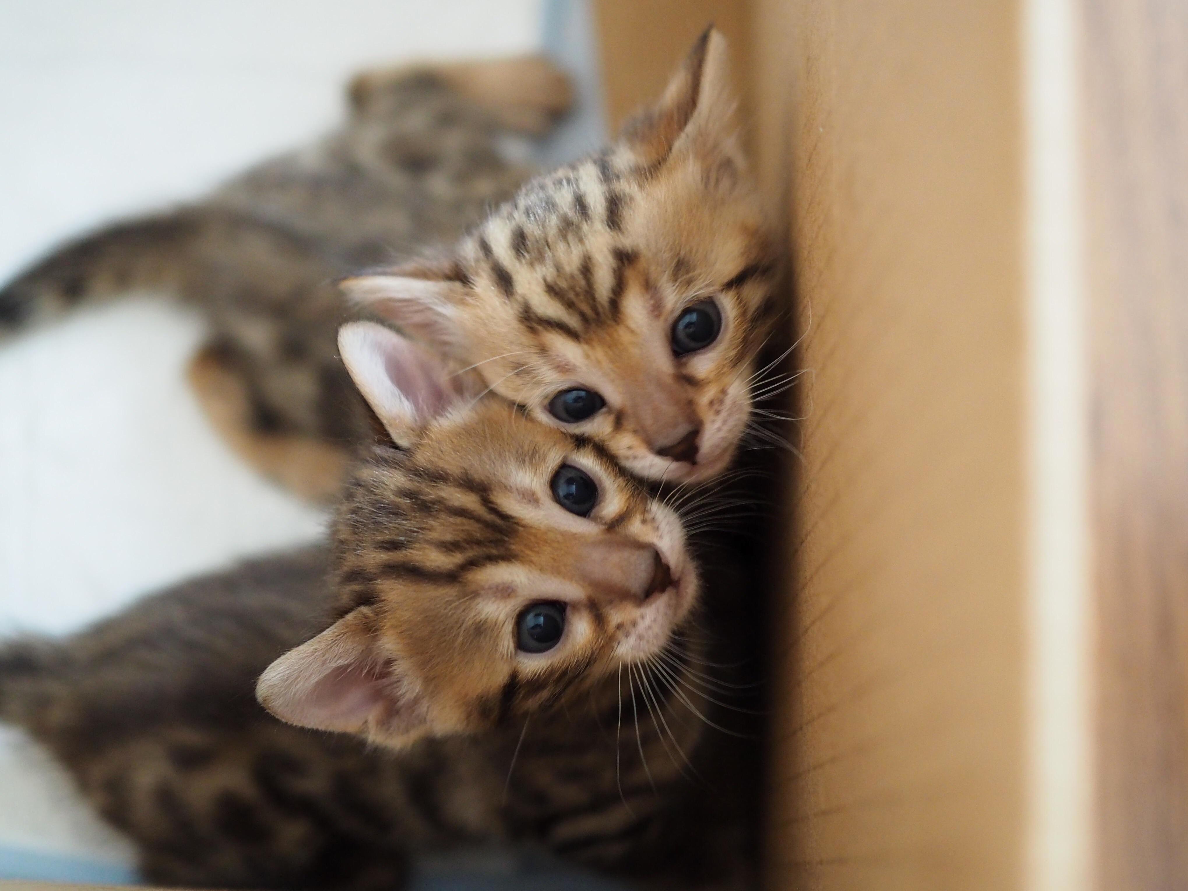 Sweet Sisters ...