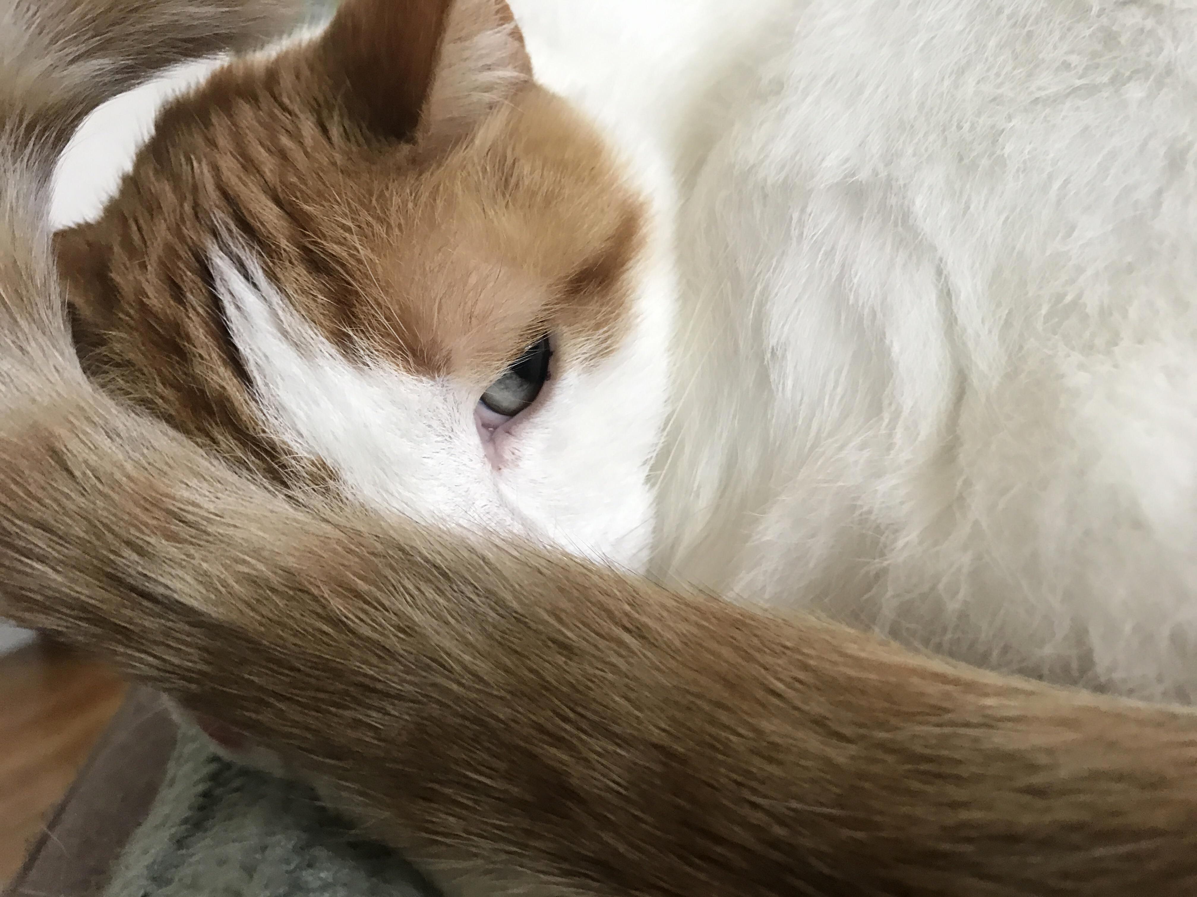 Tail Love from Presley Cat