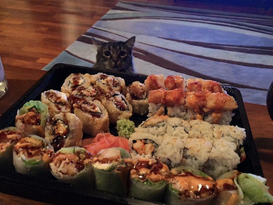 Taking Pictures of My Sushi Who Doesnt When His Little Head Popped Up at the Perfect Time...