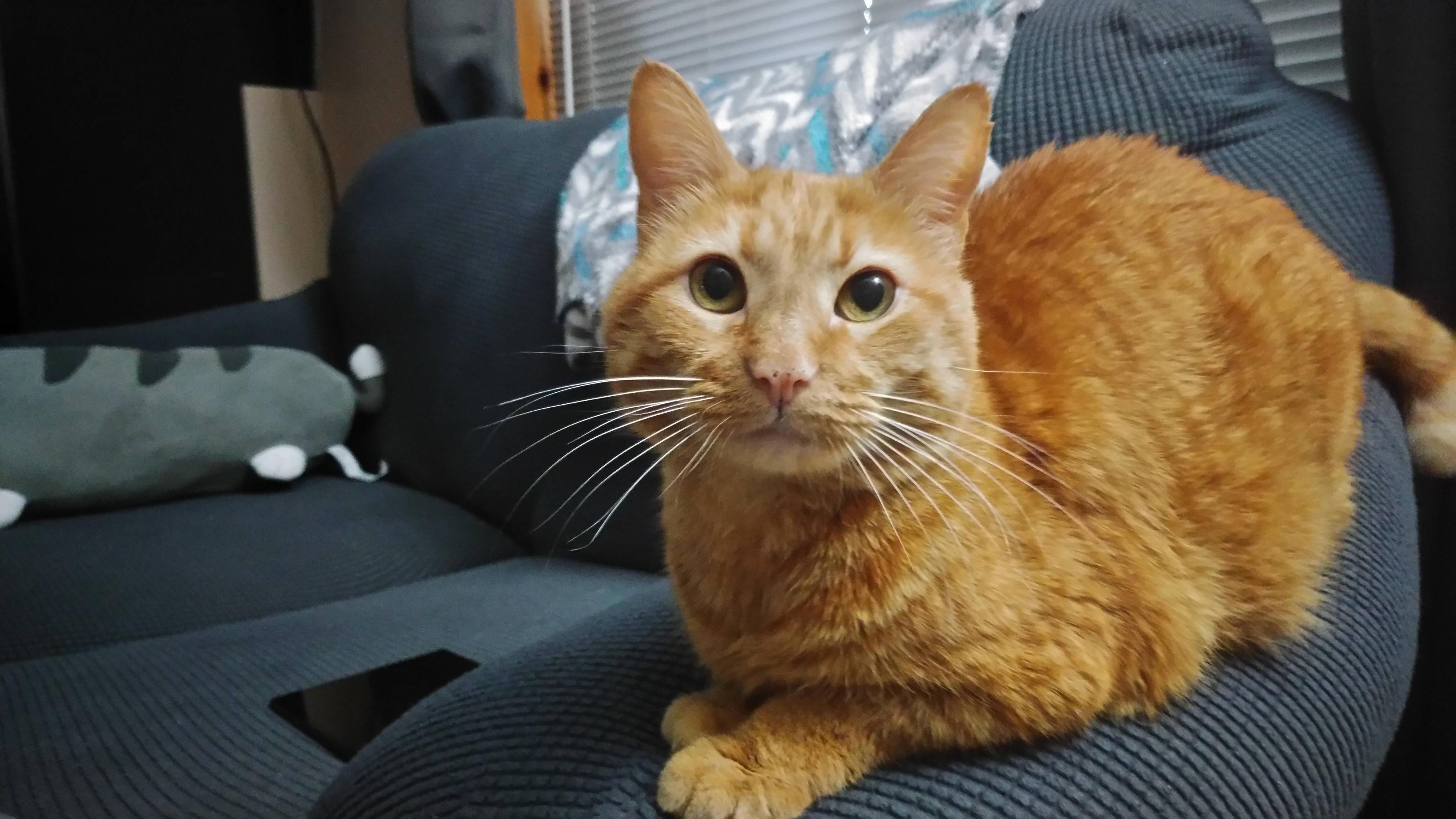 That Whisker Spread.